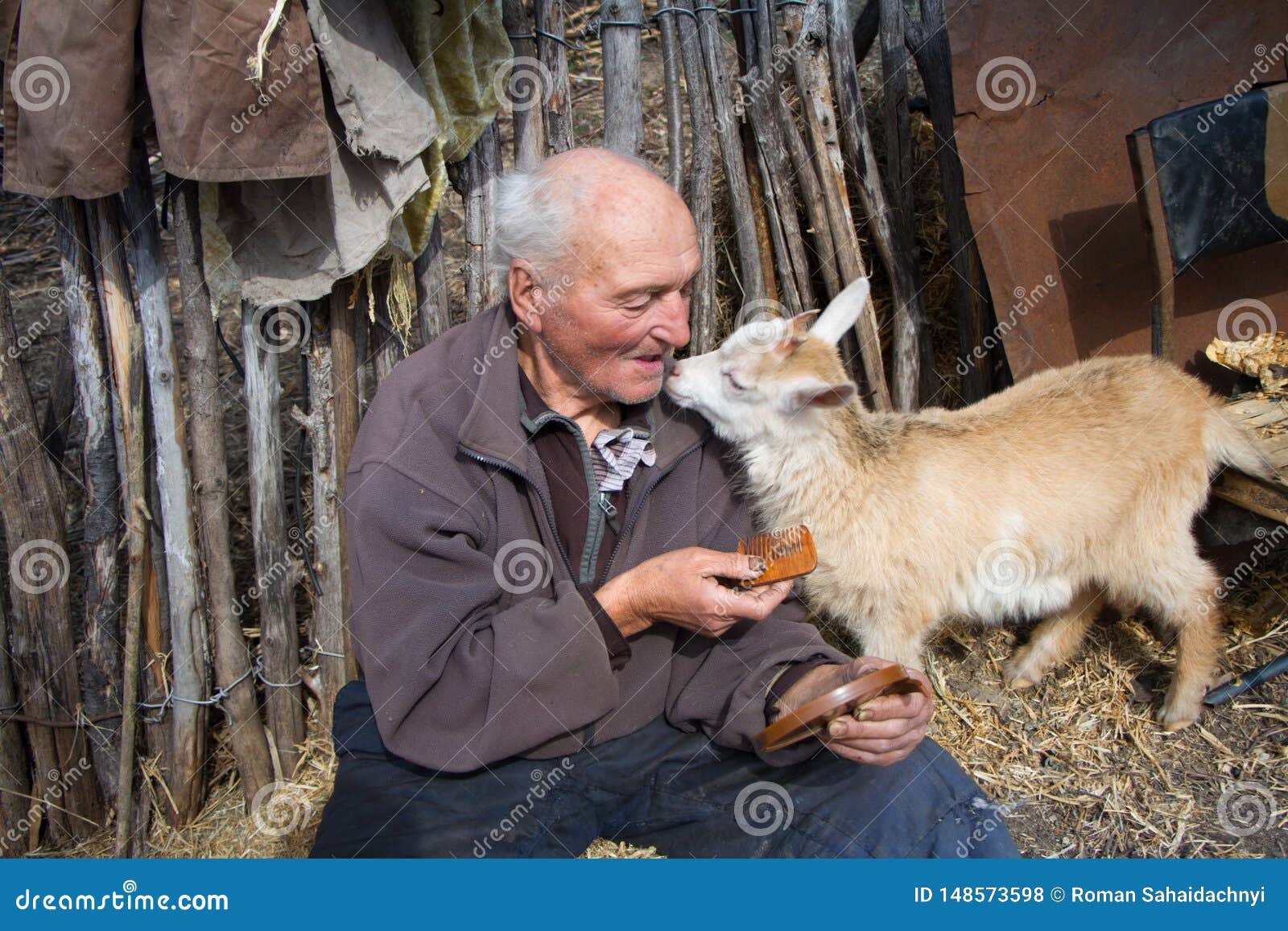 a very old man in messy clothes is sitting on a stool in the yard of an old farm and holding a white goat on his hands