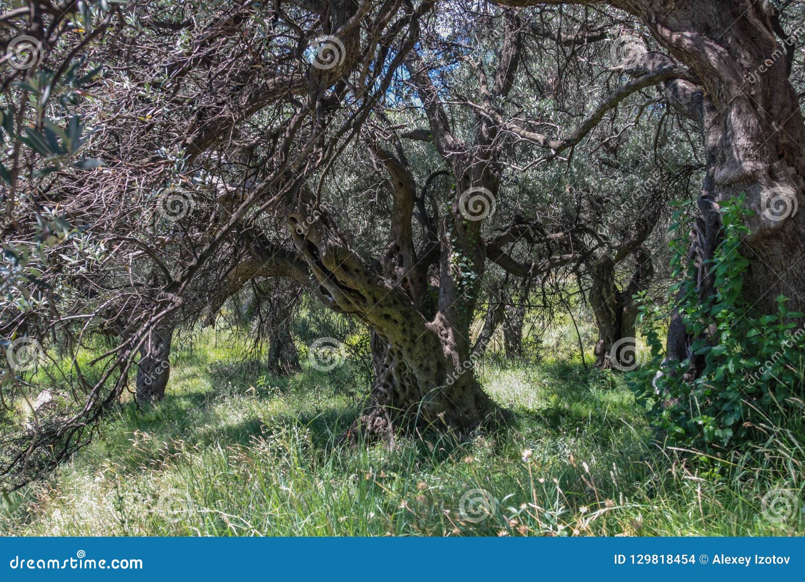 Very Old Olive Tree in the Grove Stock Photo Image of agriculture, ancient 129818454