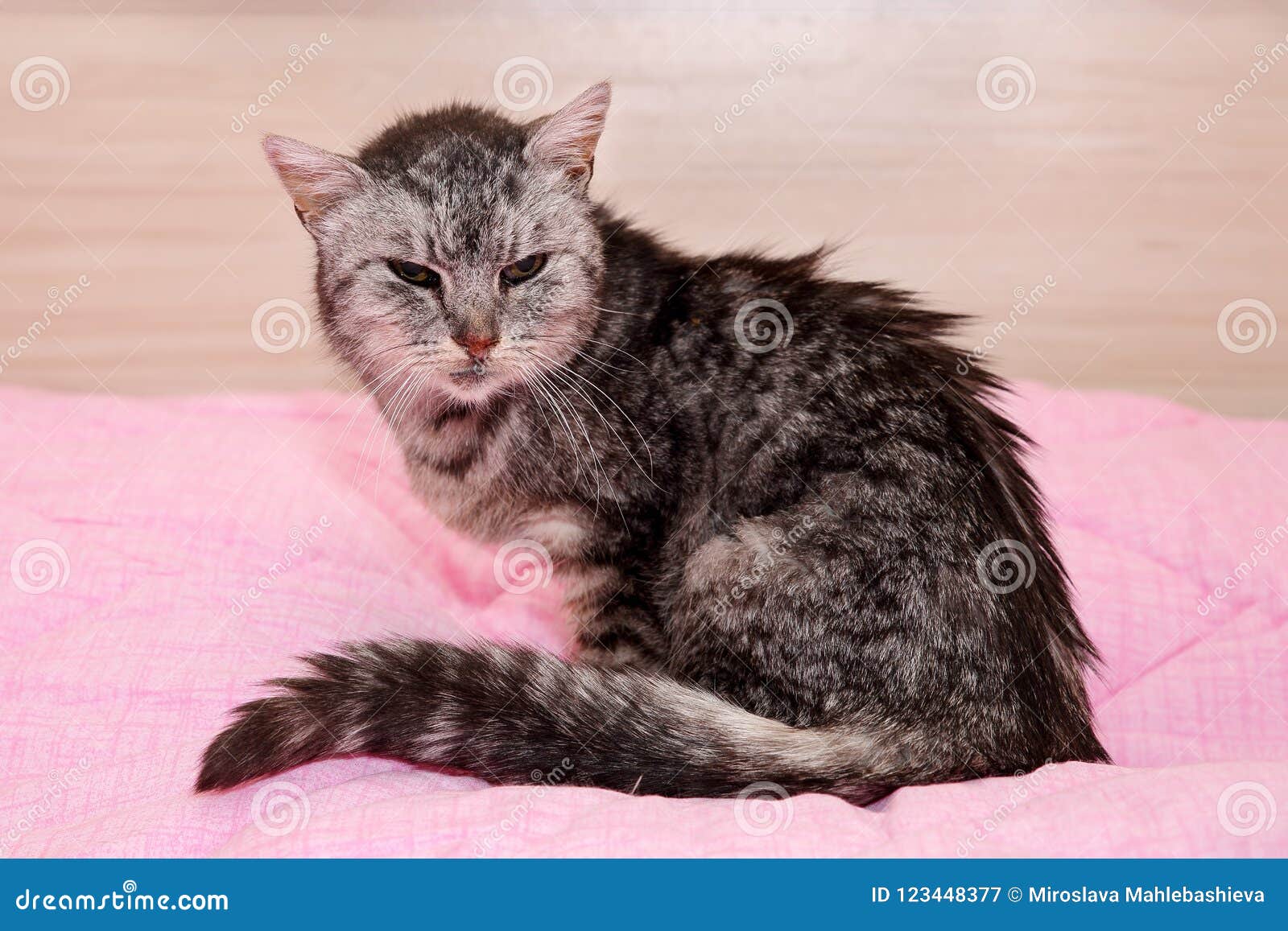 miserable cat miserable cat