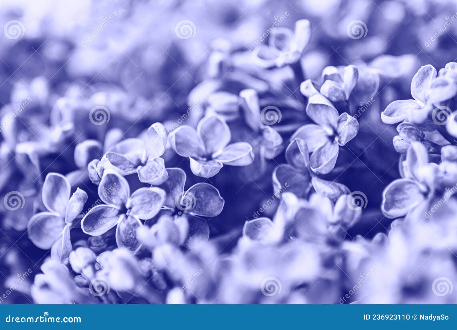 Very Peri Purple Lilac Flowers Background, Color Trend 2022 Stock Photo ...