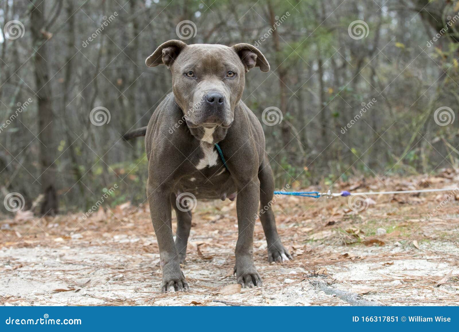 can a pitbull be an outside dog