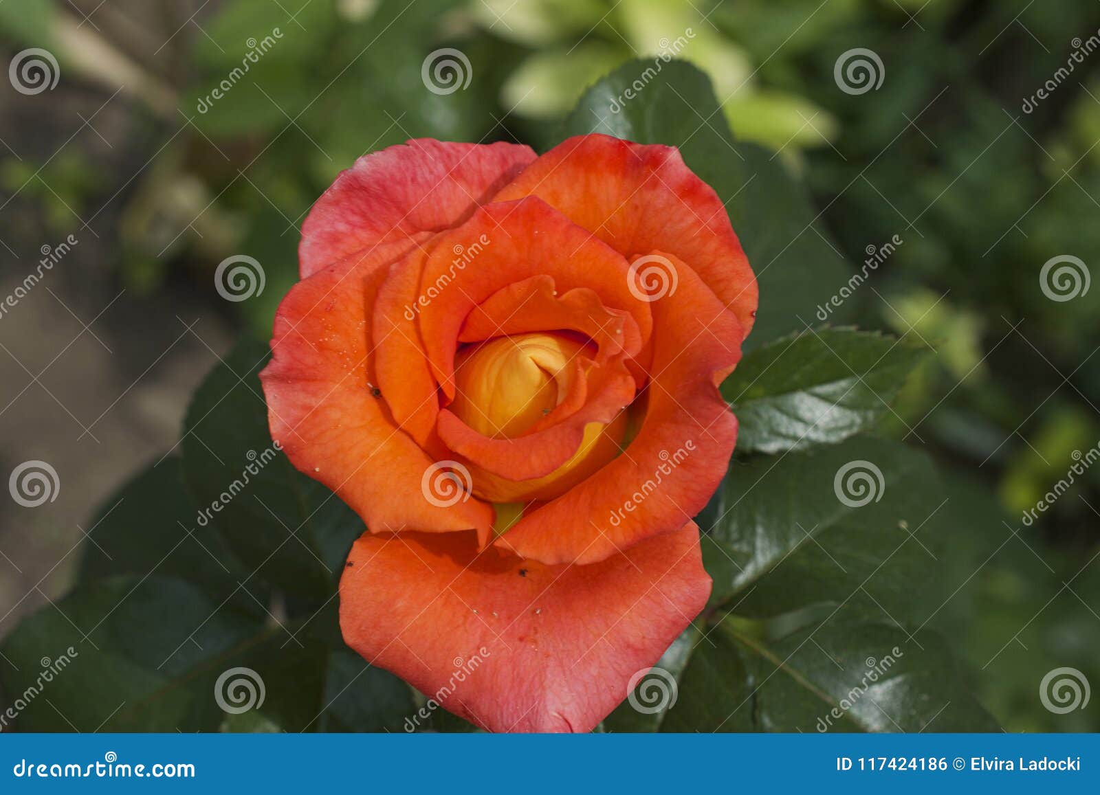 Beautiful Orange Rose Rose in the Sunshine Stock Photo - Image of nice ...