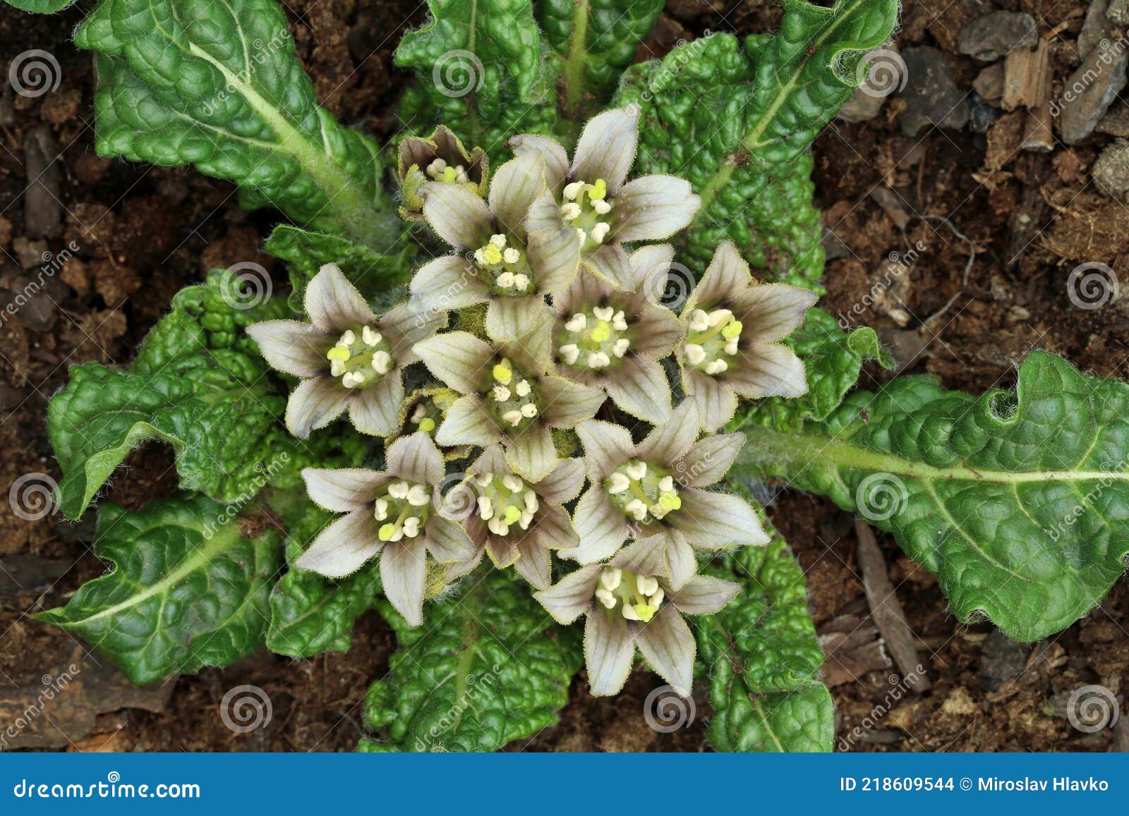 56 fotos de stock e banco de imagens de Mandrake Flower - Getty Images