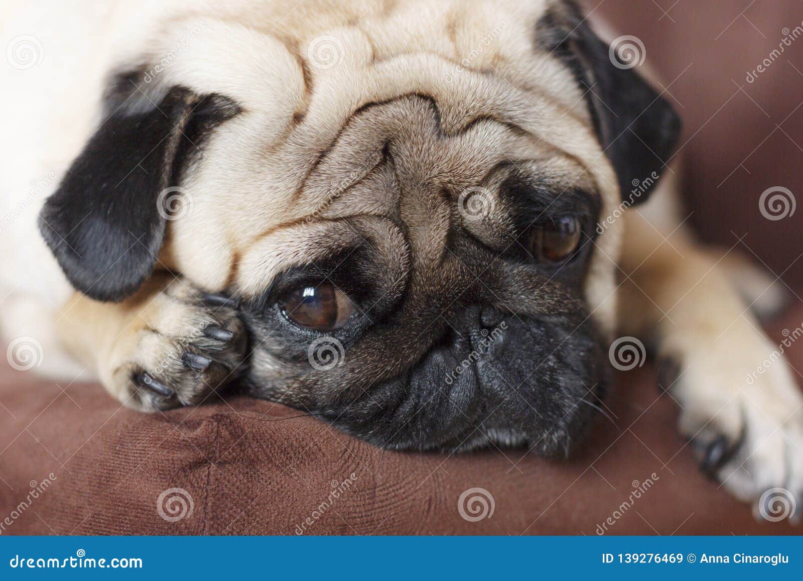 Very Sad Dog Pug With Sad Big Eyes Lies On Brown Chair Stock Image