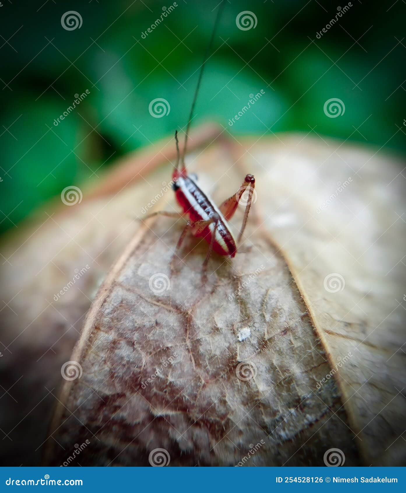 A Very Small Animal in My Garden. Stock Photo Image of capture, smart 254528126