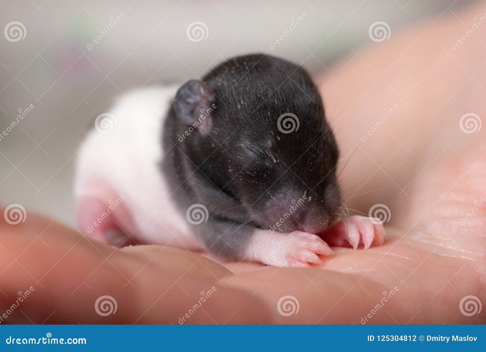 Very small blind baby rat stock photo. Image of animal - 125304812