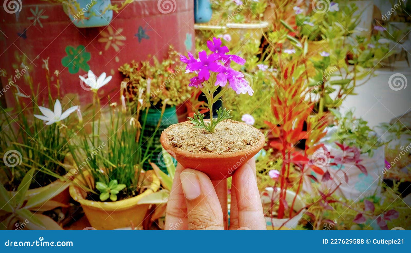 This is a Very Small Clay Flower Pot. Stock Photo Image of flower