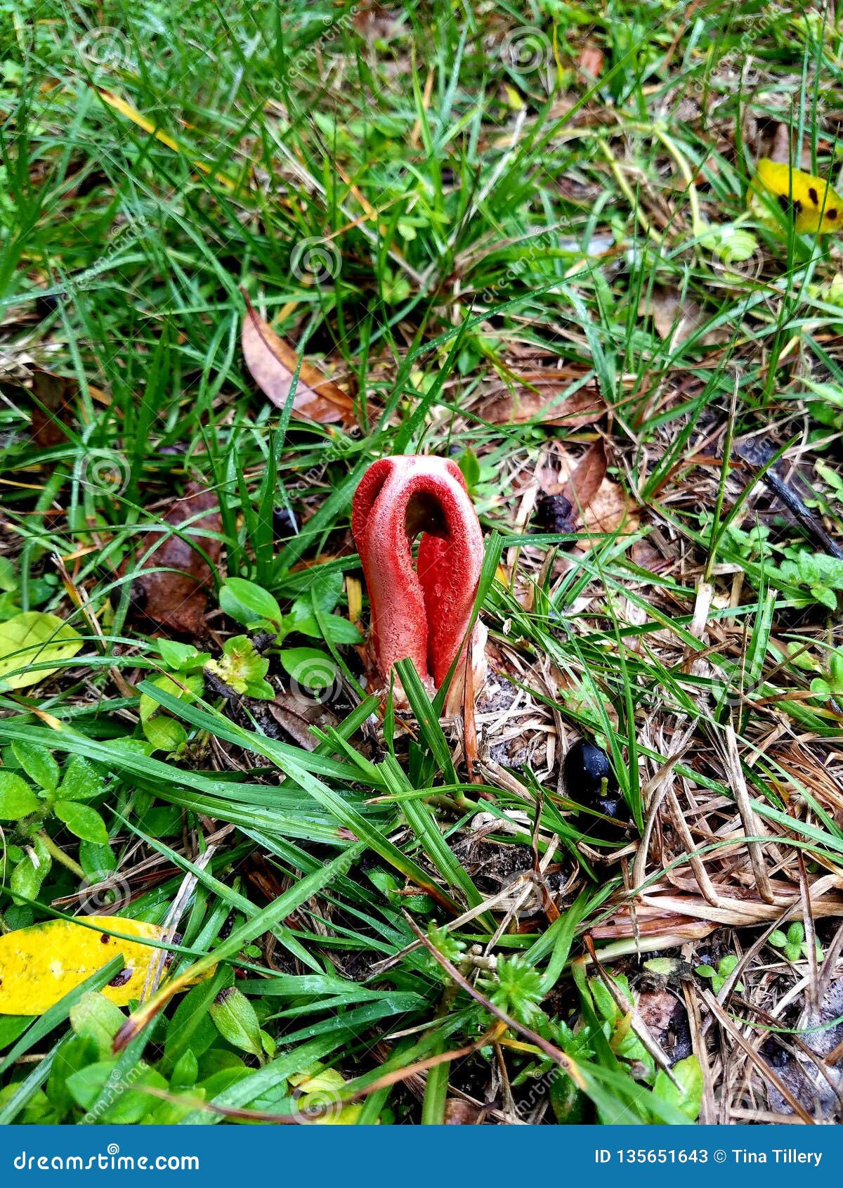 Alien Mushroom Growing in Yard. Stock Image - Image of damp, slimy ...