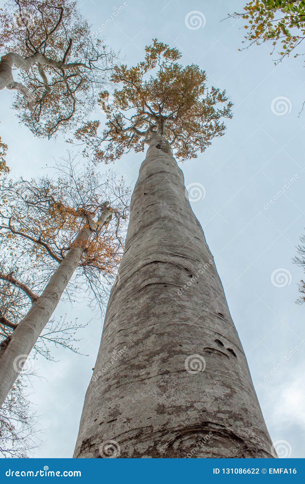 Very Tall, Straight Tree Growing into a Woodland Sky Stock Photo