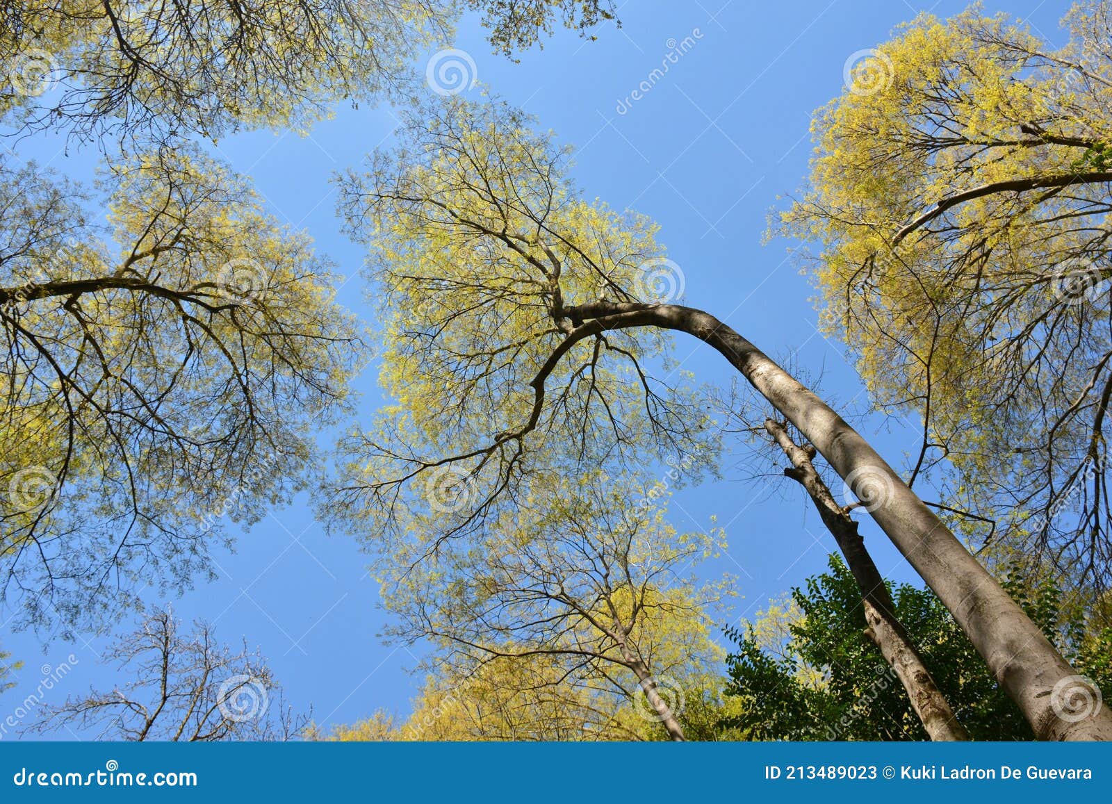 big trees from the ground