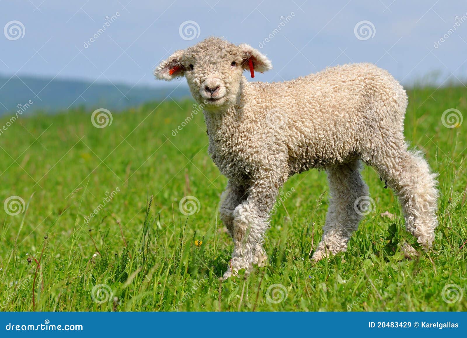 Very young lamb stock image. Image of green, fleece, friendly 20483429