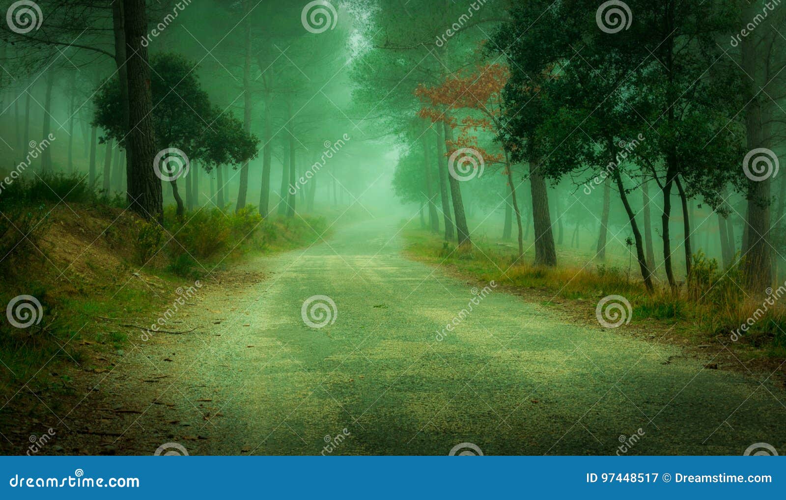 Ein verzauberter Wald im Süden von Frankreich