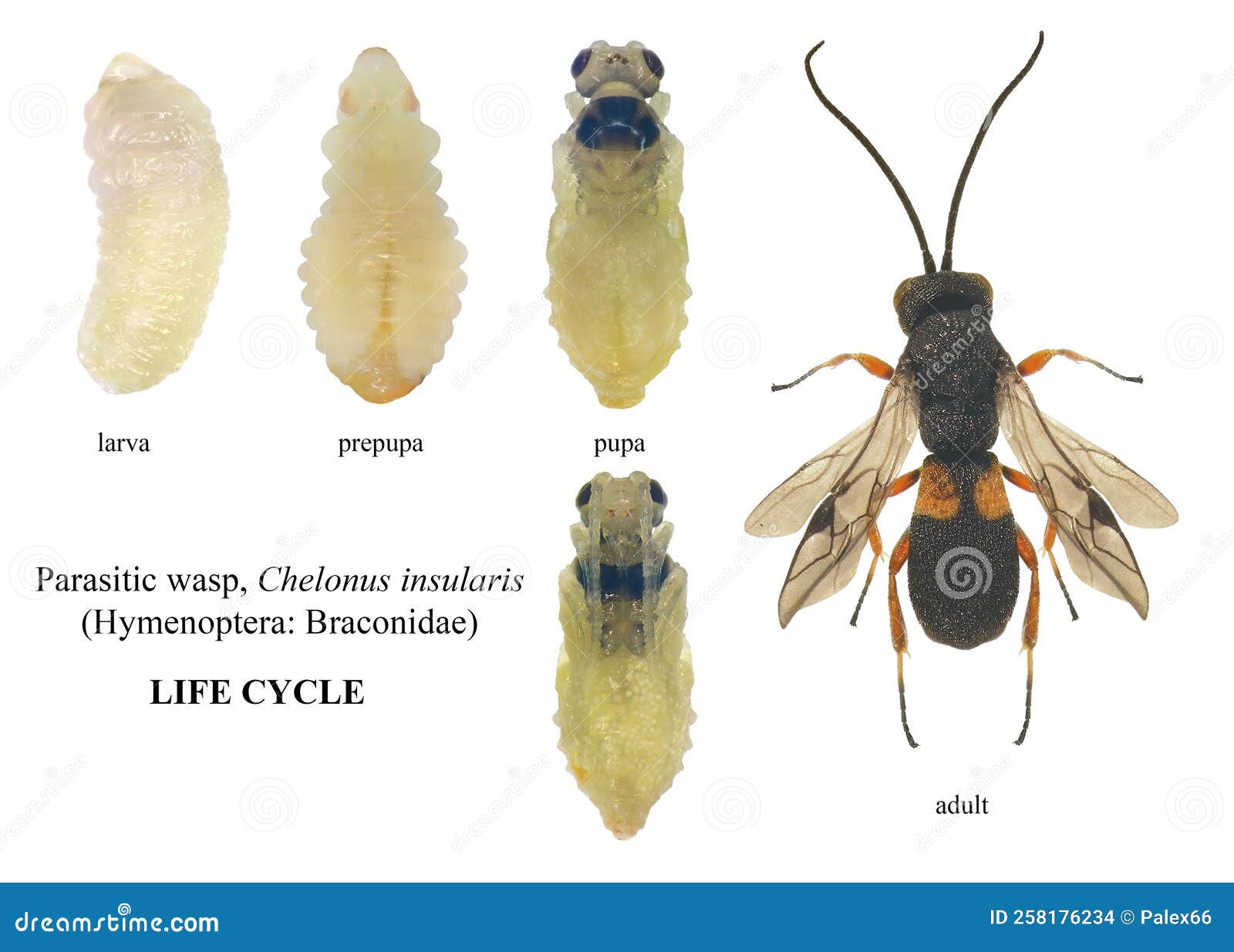 Biologia dos Insetos: Hymenoptera