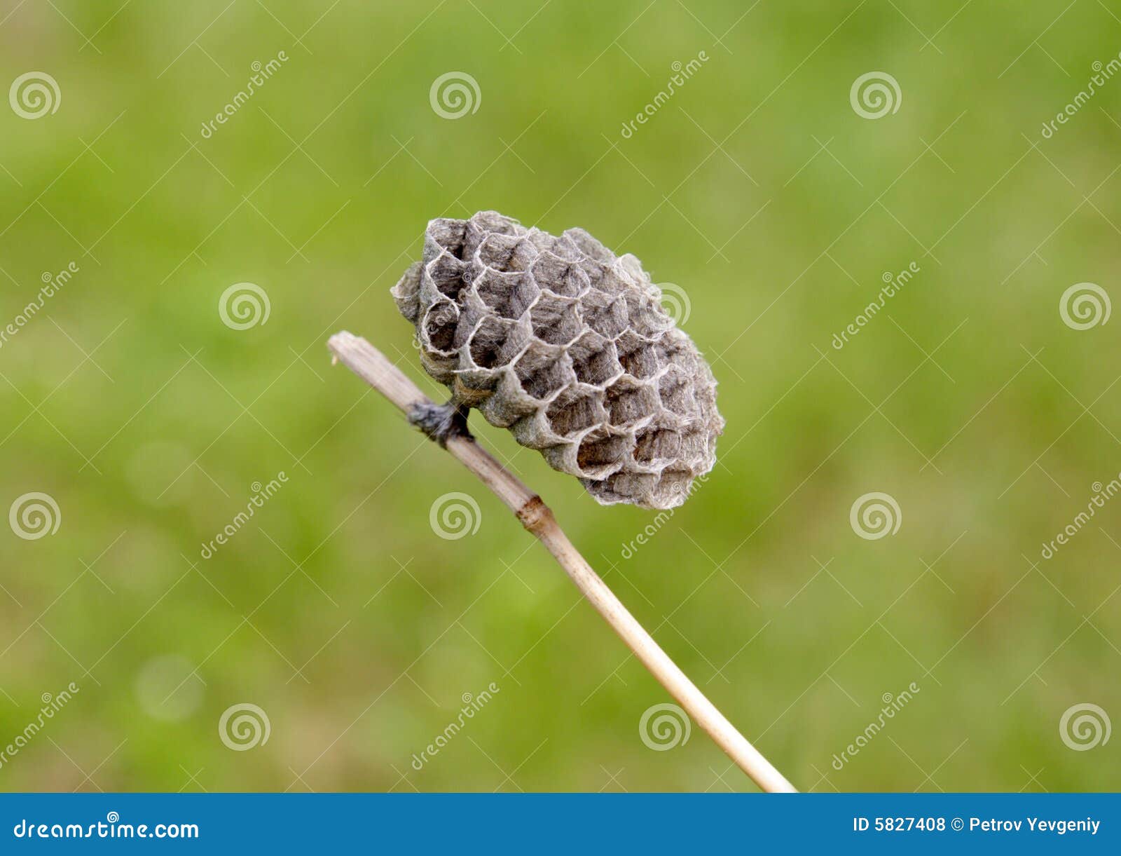 Vespiary foto de stock. Imagem de alveolado, geométrico 5827408