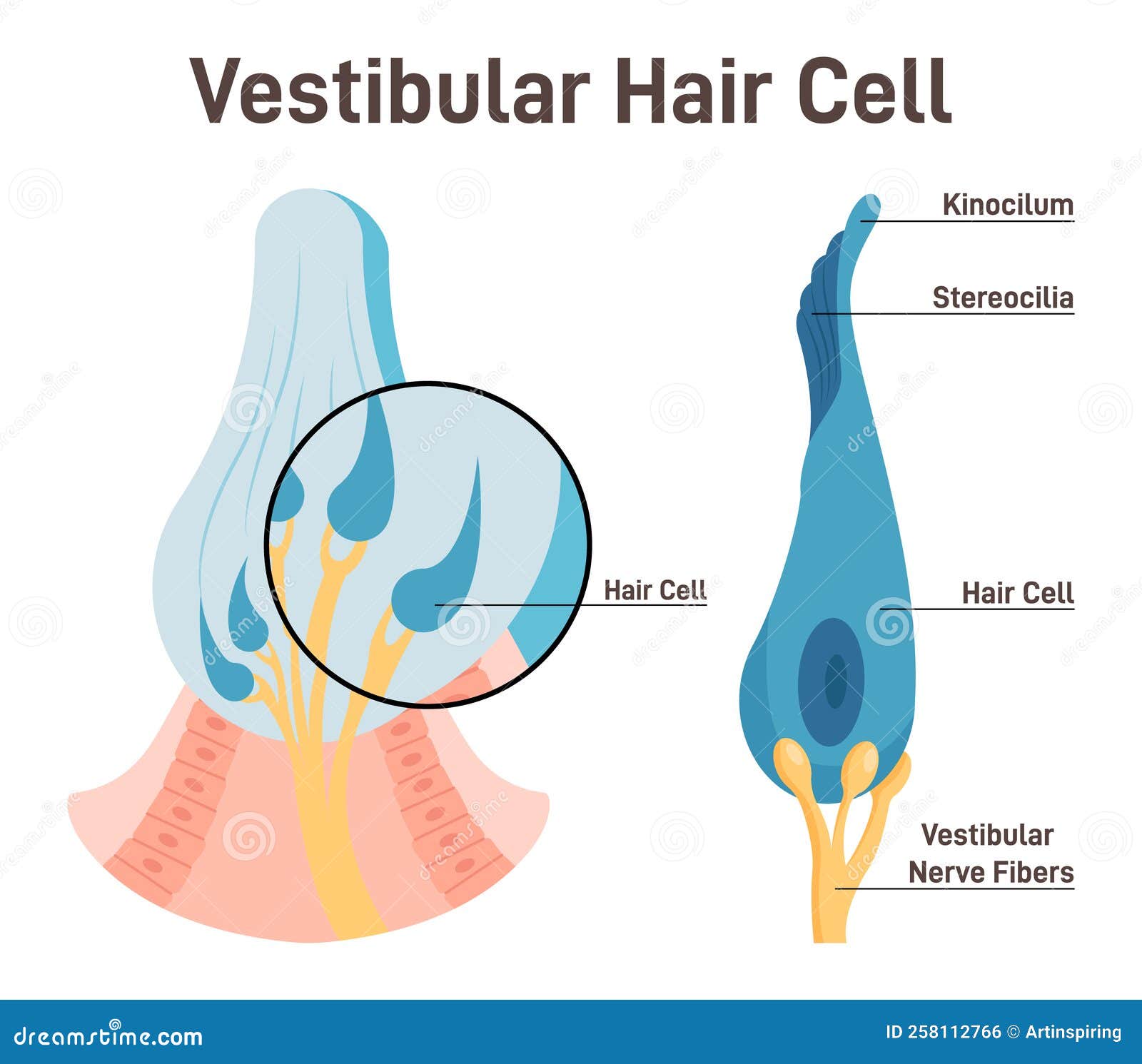 vestibular hair cell. inner ear ampullary cupula providing the sense