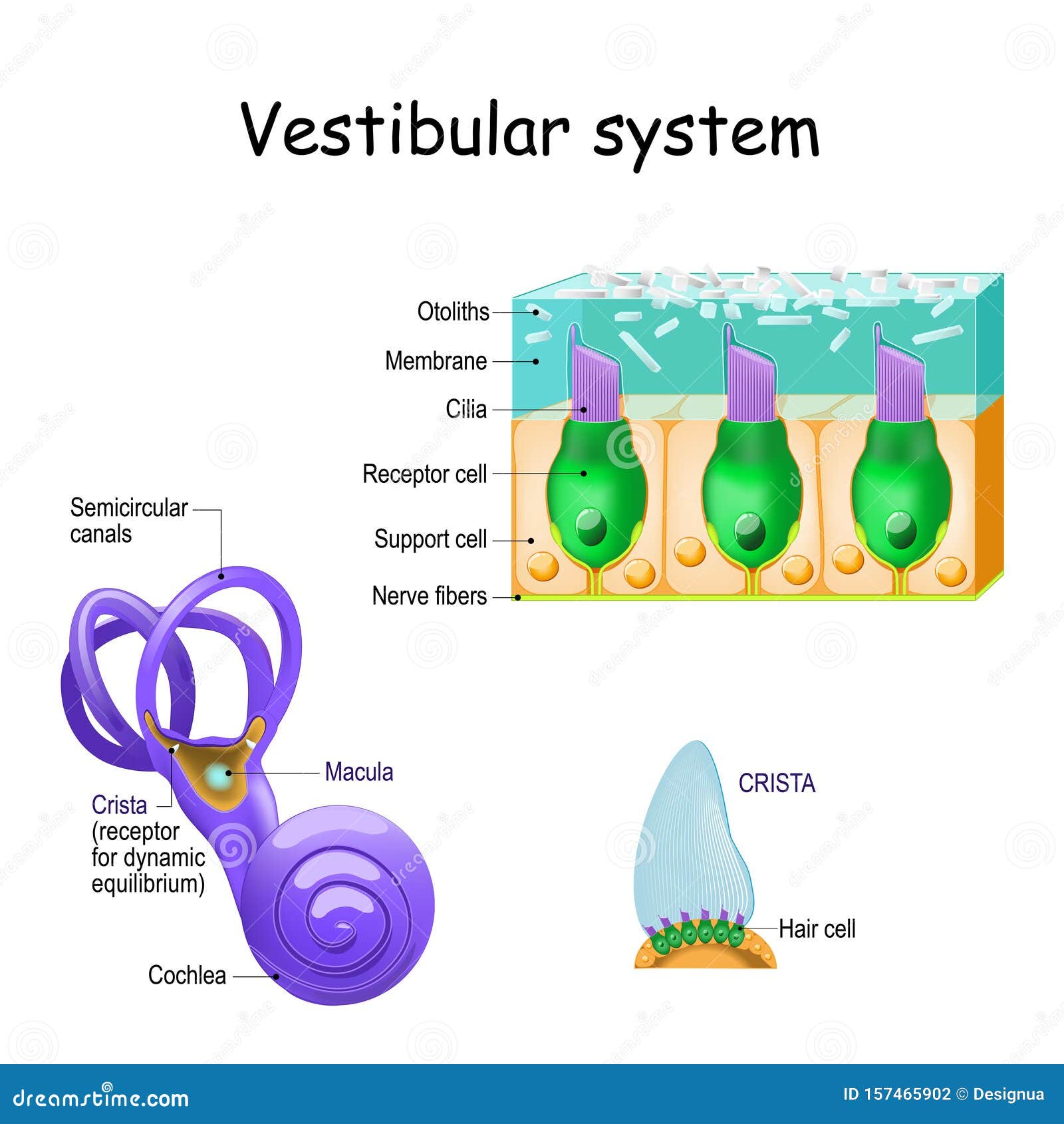 Vestibular System With Crista Macula Cochlea And Receptor Cells Stock