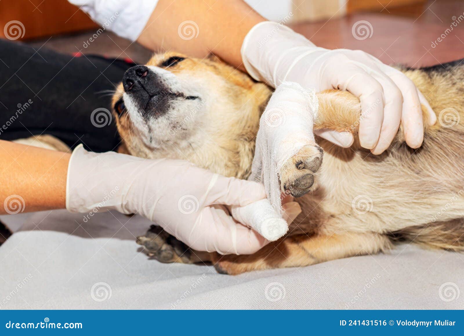 The Vet Applies A Bandage To The Dog s Injured Leg Stock Photo Image the-vet-applies-a-bandage-to-the-dog-s-injured-leg-stock-photo-image