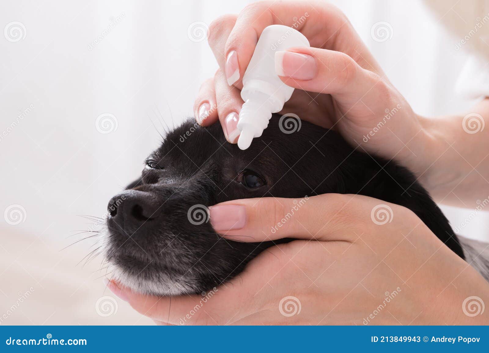 Vet Applying Eye Drop in Dog S Eye Stock Image Image of health