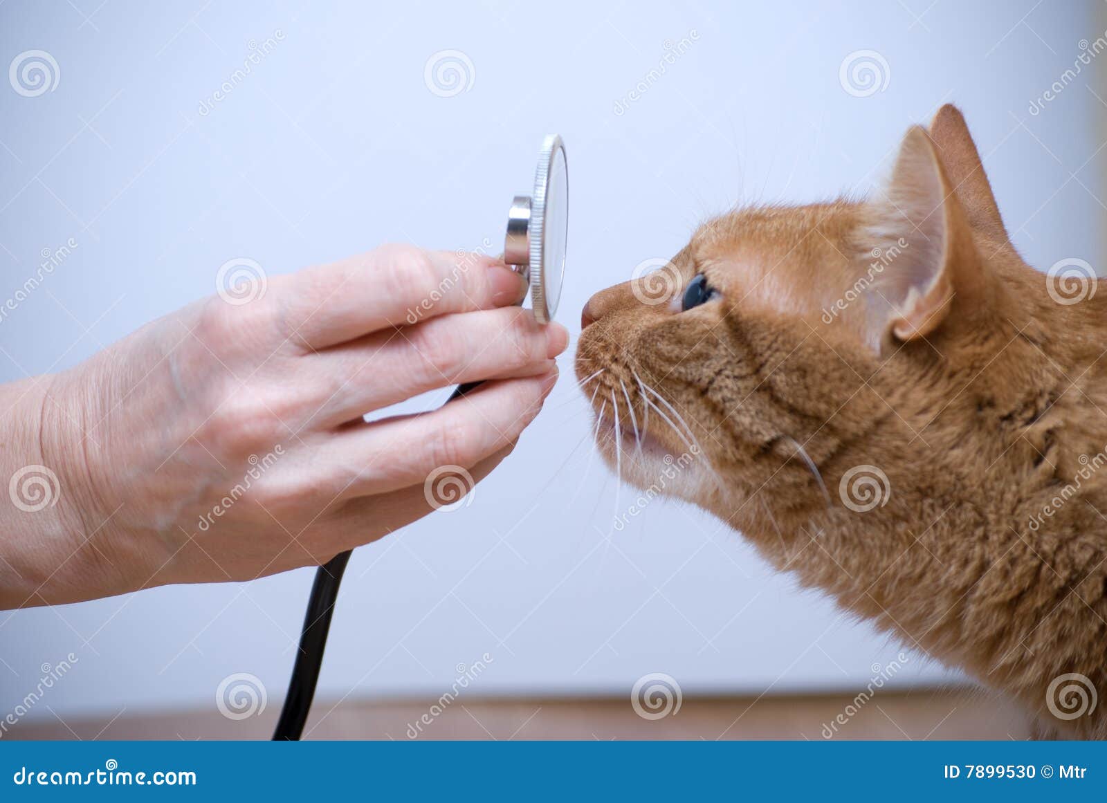 Vet and cat stock photo. Image of emergency, successful 7899530