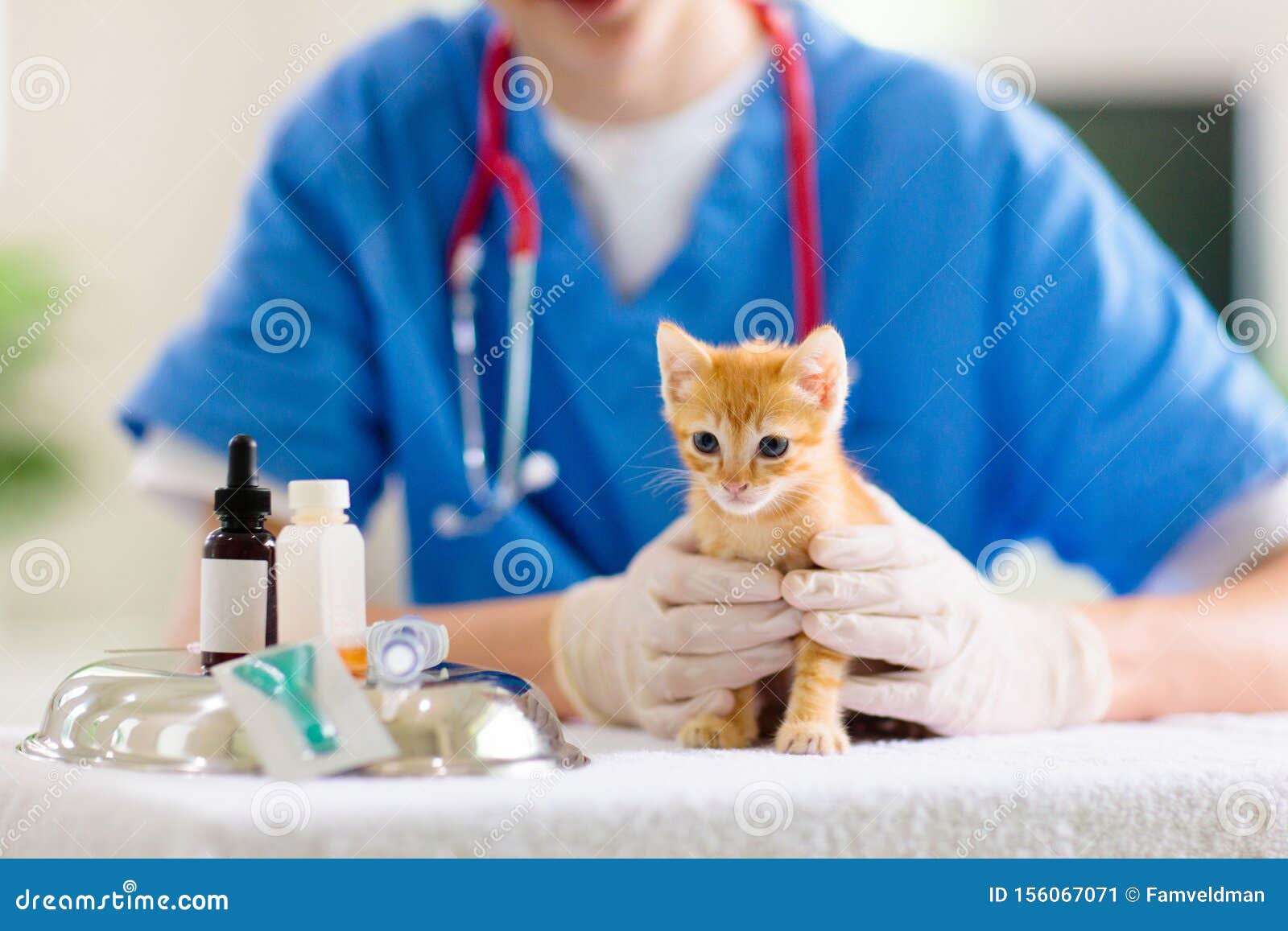 vet with cat. kitten at veterinarian doctor