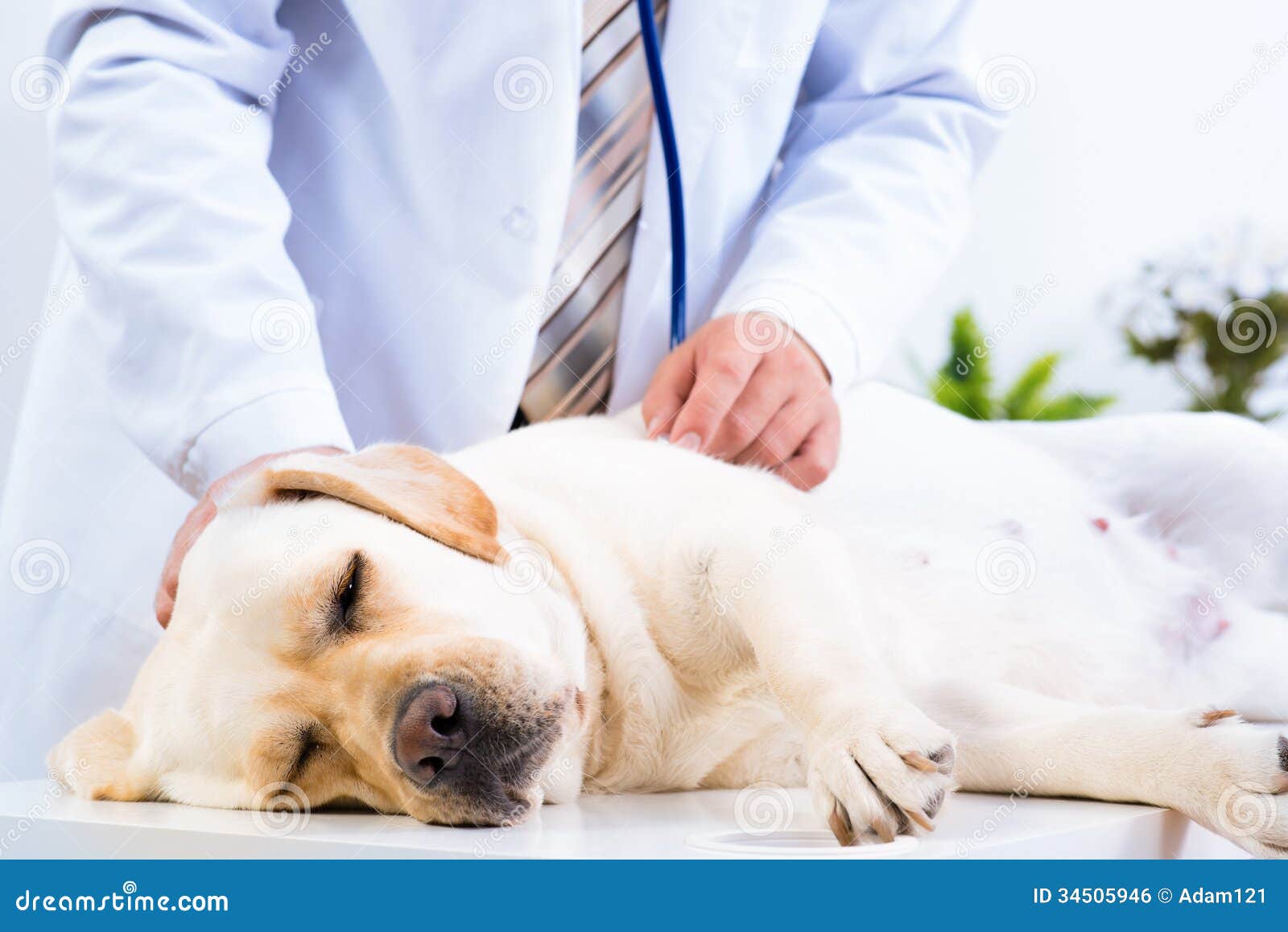 Vet Checks The Health Of A Dog Royalty Free Stock Image