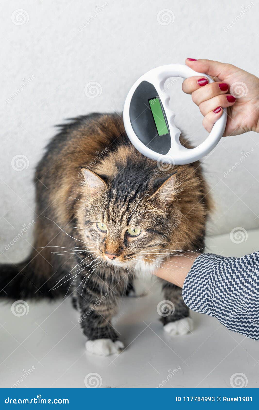 Cat Vet Clinic Visit Stock Image Image Of Chip Feline 117784993