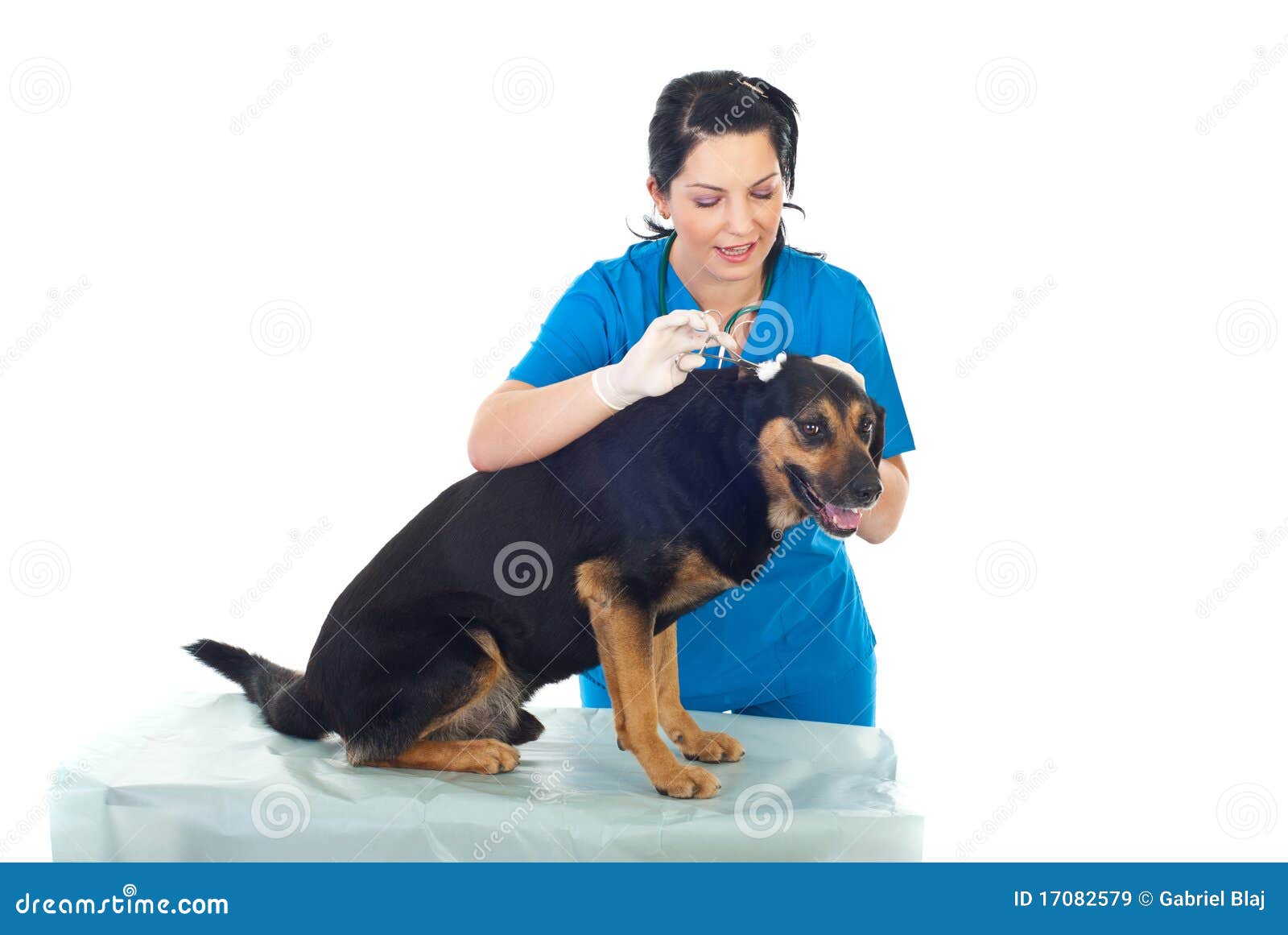 Vet cleaning dog ear stock image. Image of looking, gloves 17082579