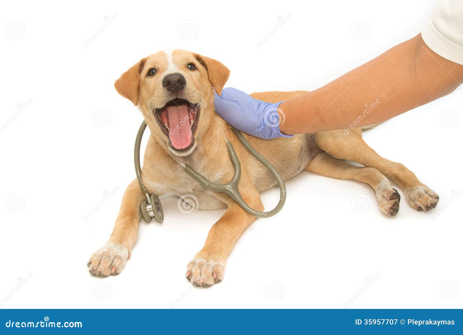 Vet and a Cute Puppy with Stethoscope Stock Image Image of doctor