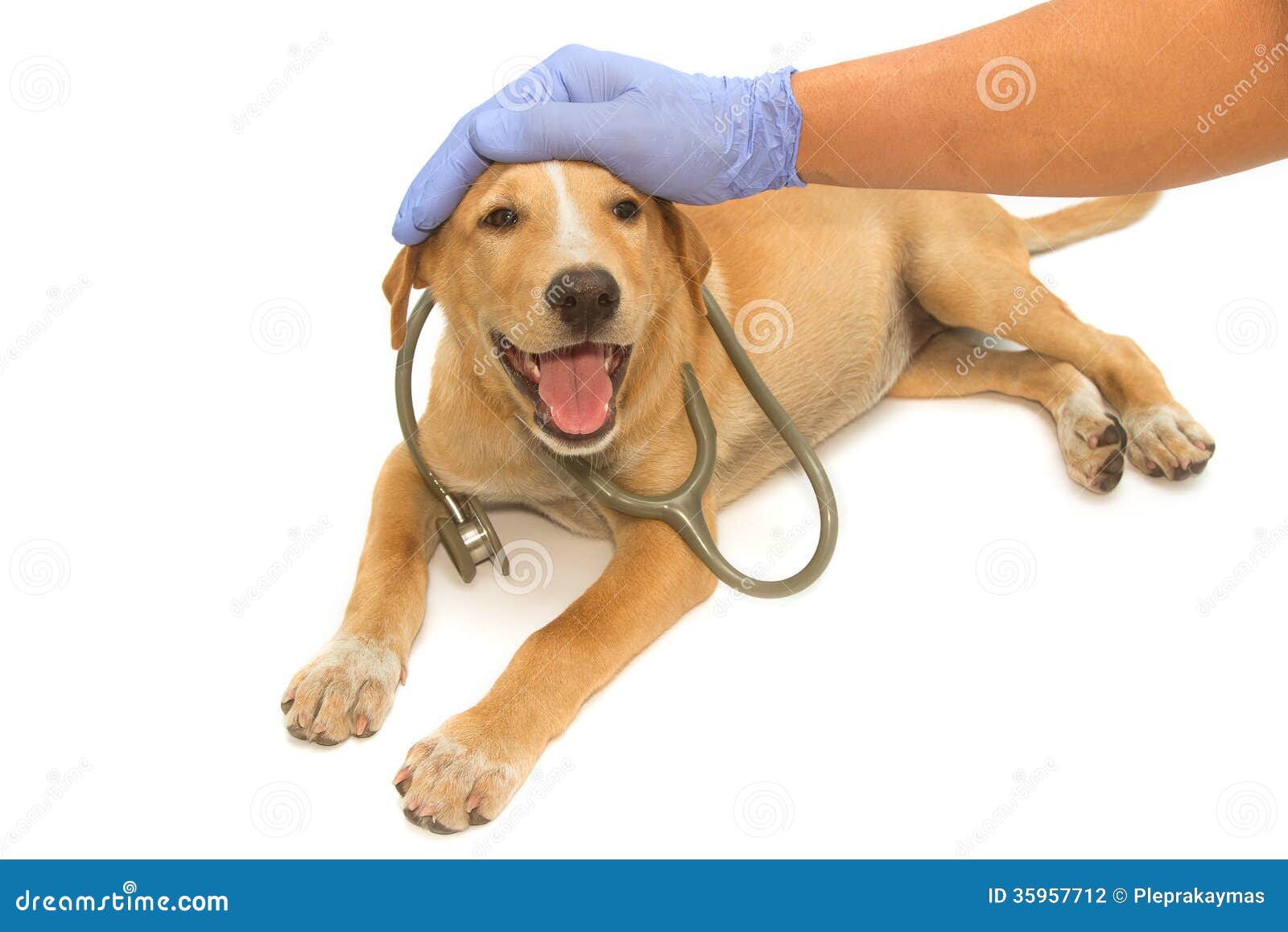 Vet and a Cute Puppy with Stethoscope Stock Photo Image of