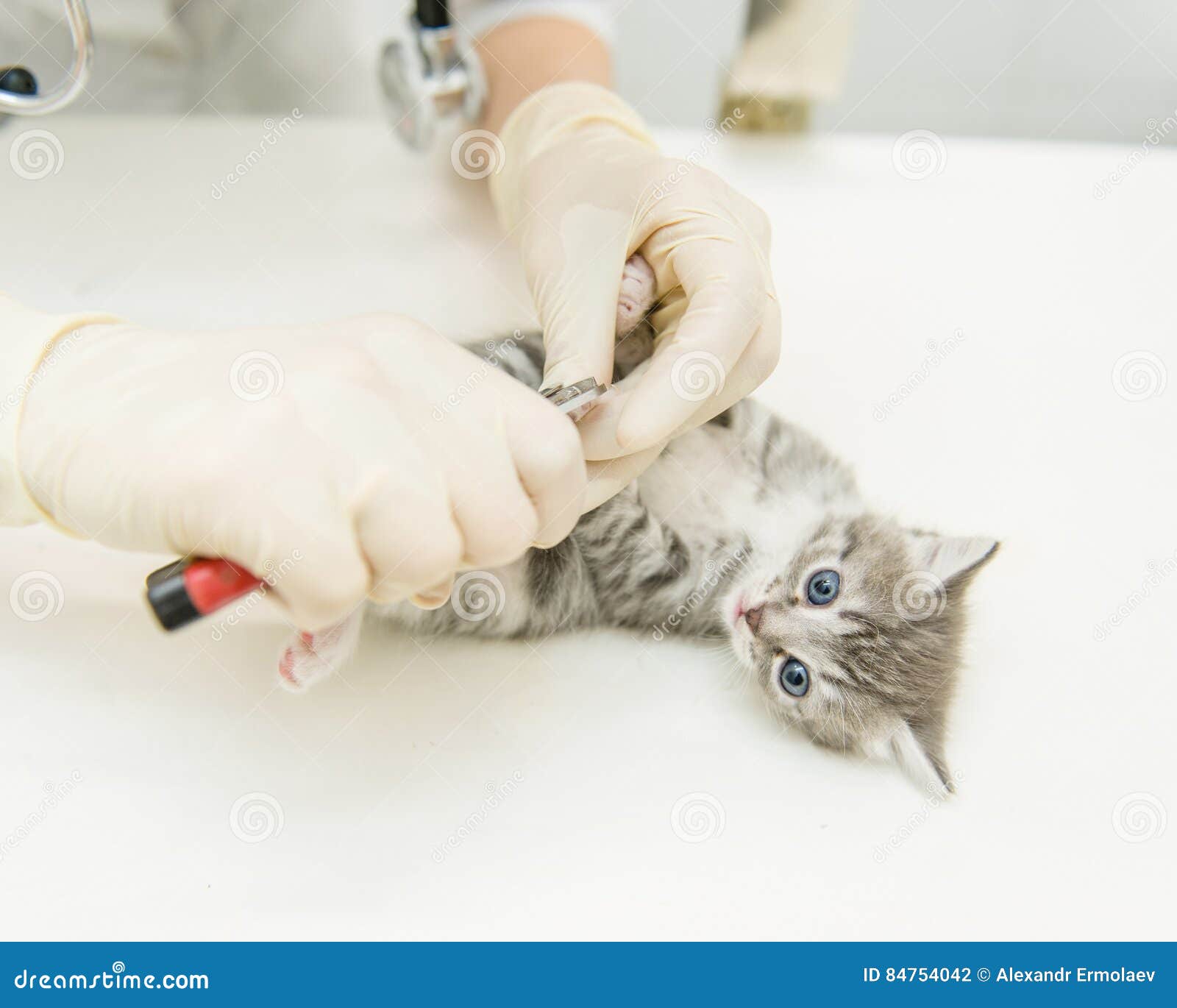 Vet cutting cat toenails stock photo. Image of office 84754042