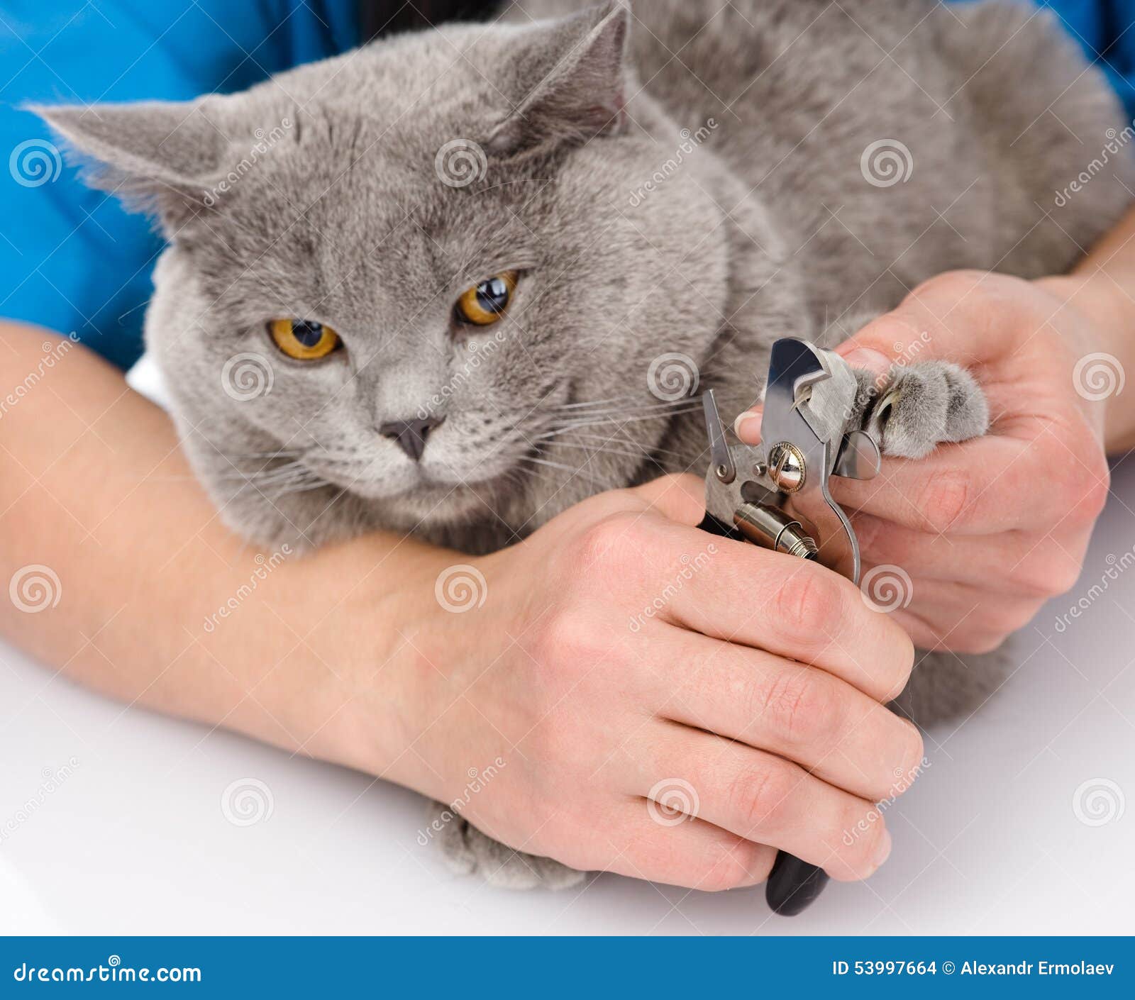 Vet Cutting Cat Toenails. on White Background Stock Photo Image of healthcare, hand 53997664
