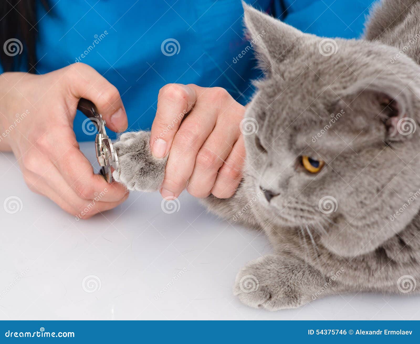 vet cutting cat toenails. on white background
