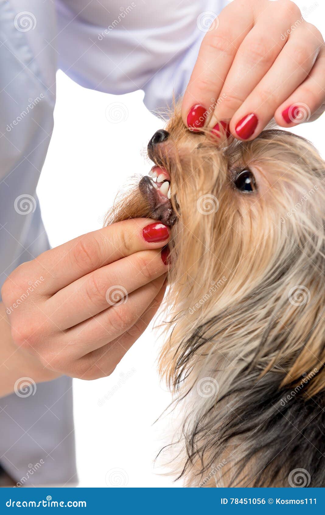 Vet Dentist Examining Dog S Teeth Stock Photo Image of patient