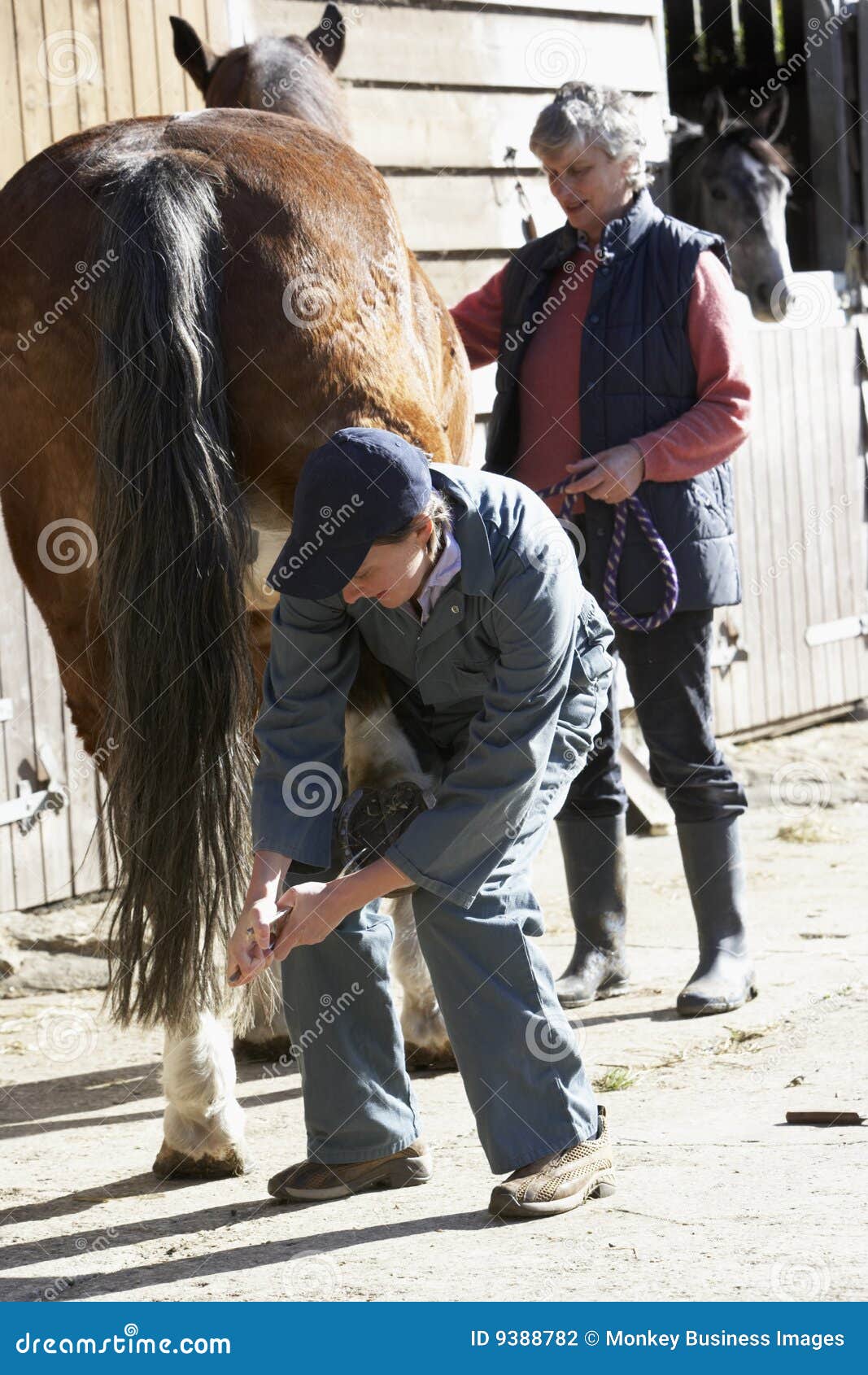 Horse Owner Scrubbing The Shiny Horse Coat Of A Palomino Horse Using A