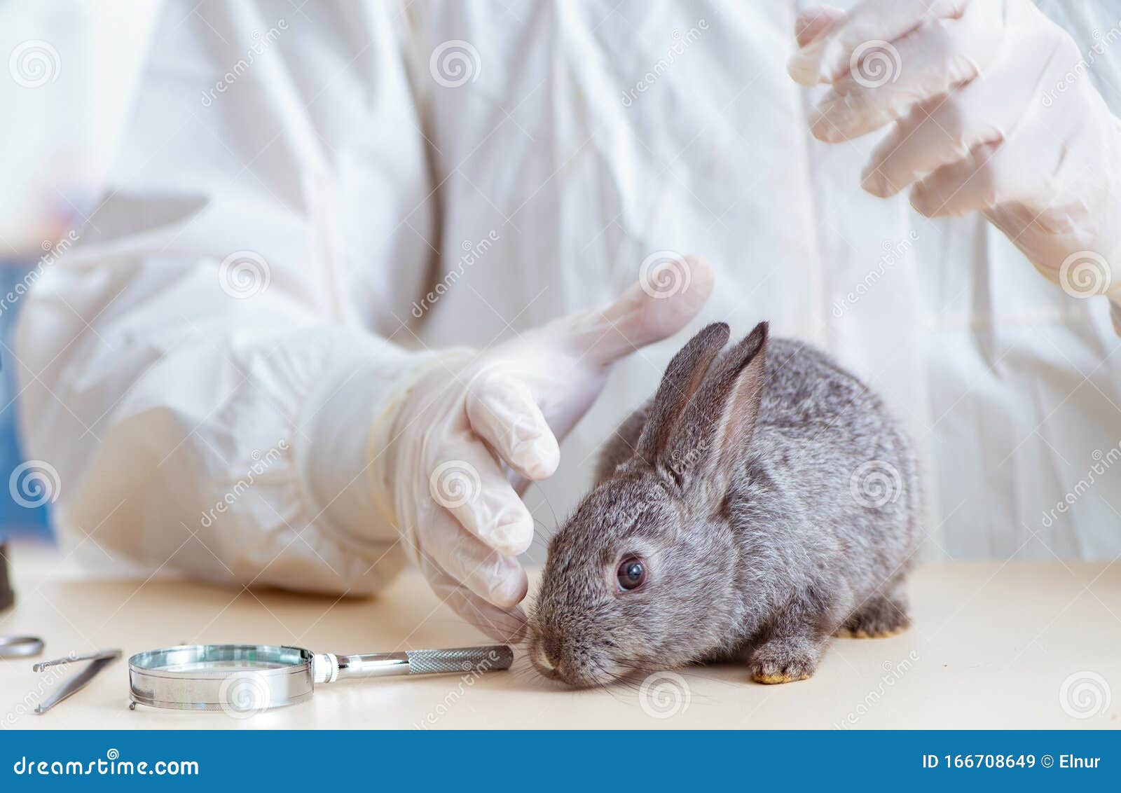 Vet Doctor Checking Up Rabbit in His Clinic Stock Image Image of