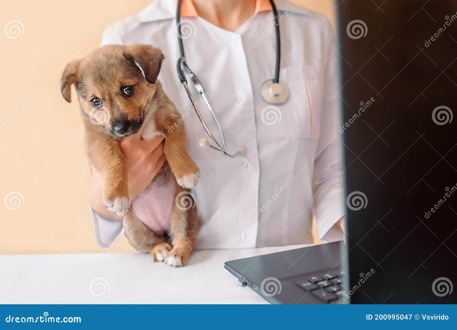 Vet Doctor Holding Puppy and Fill Pet Health Record Card on Laptop .  Veterinarian with Stethoscope Holding Puppy in His Hands Stock Image -  Image of small, clinic: 200995047