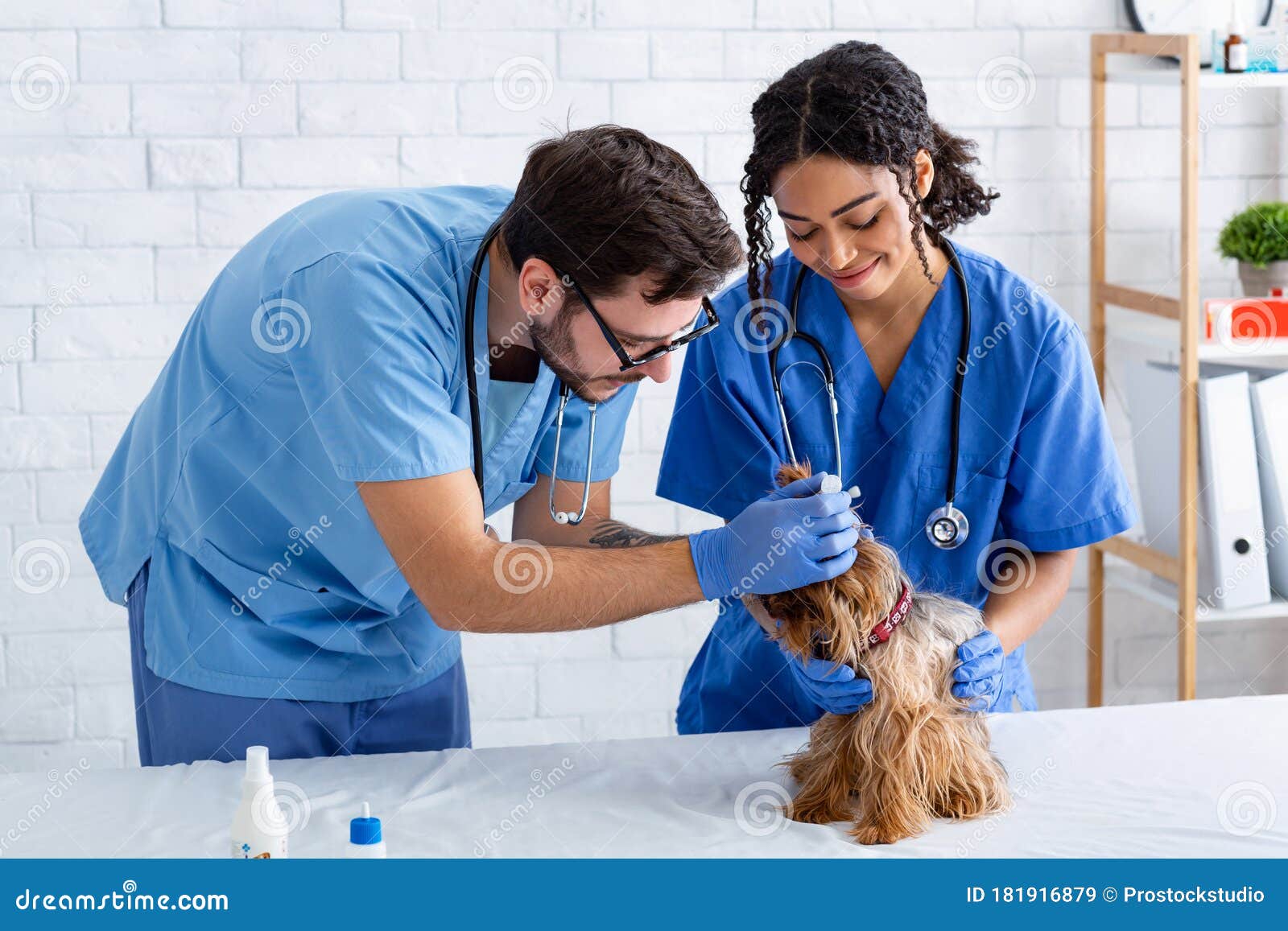 Vet Doctors Using Drops To Treat Ear Infection in Dog at Clinic Stock
