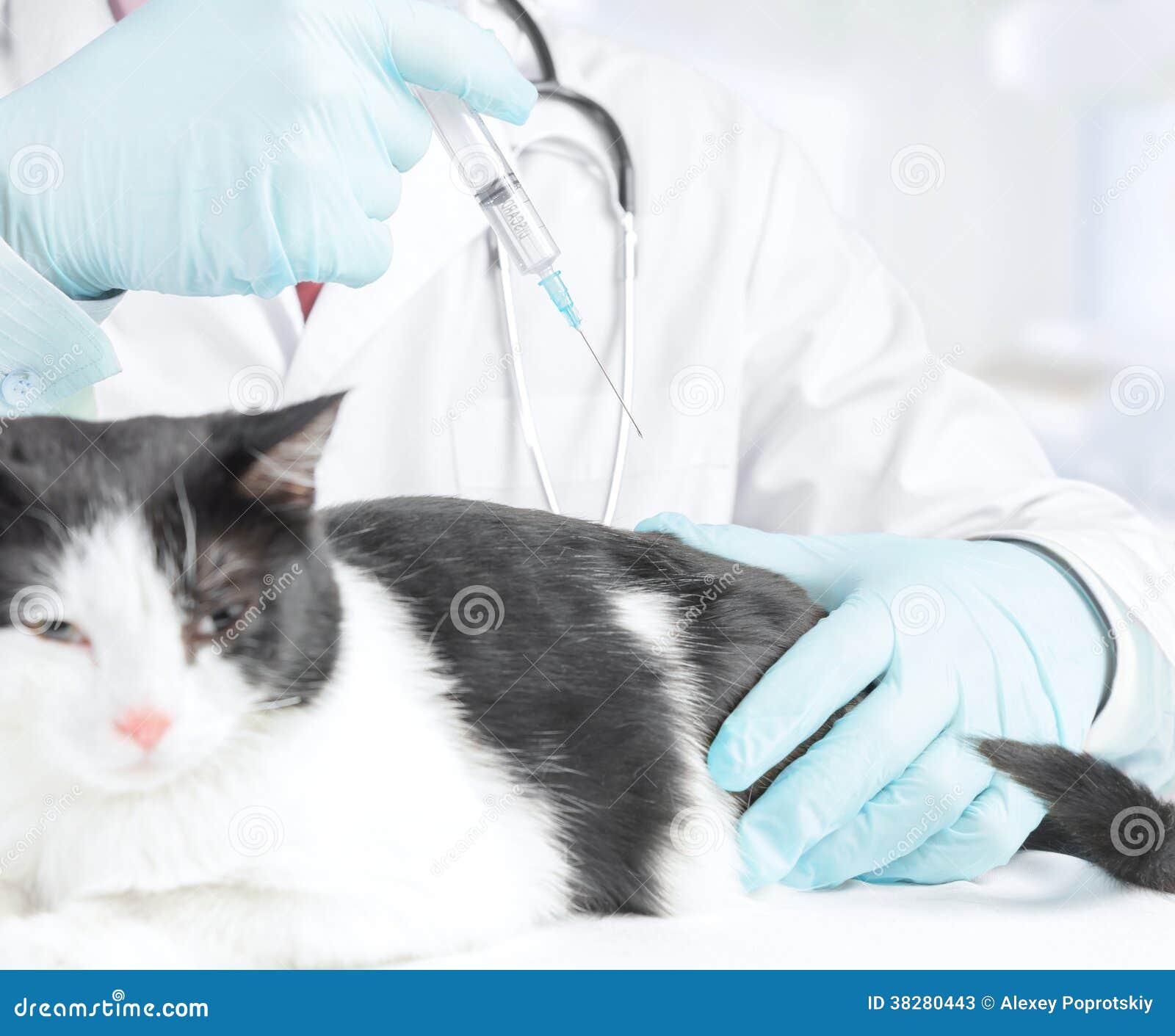 Vet does a cat stock image. Image of diagnostic, feline 38280443