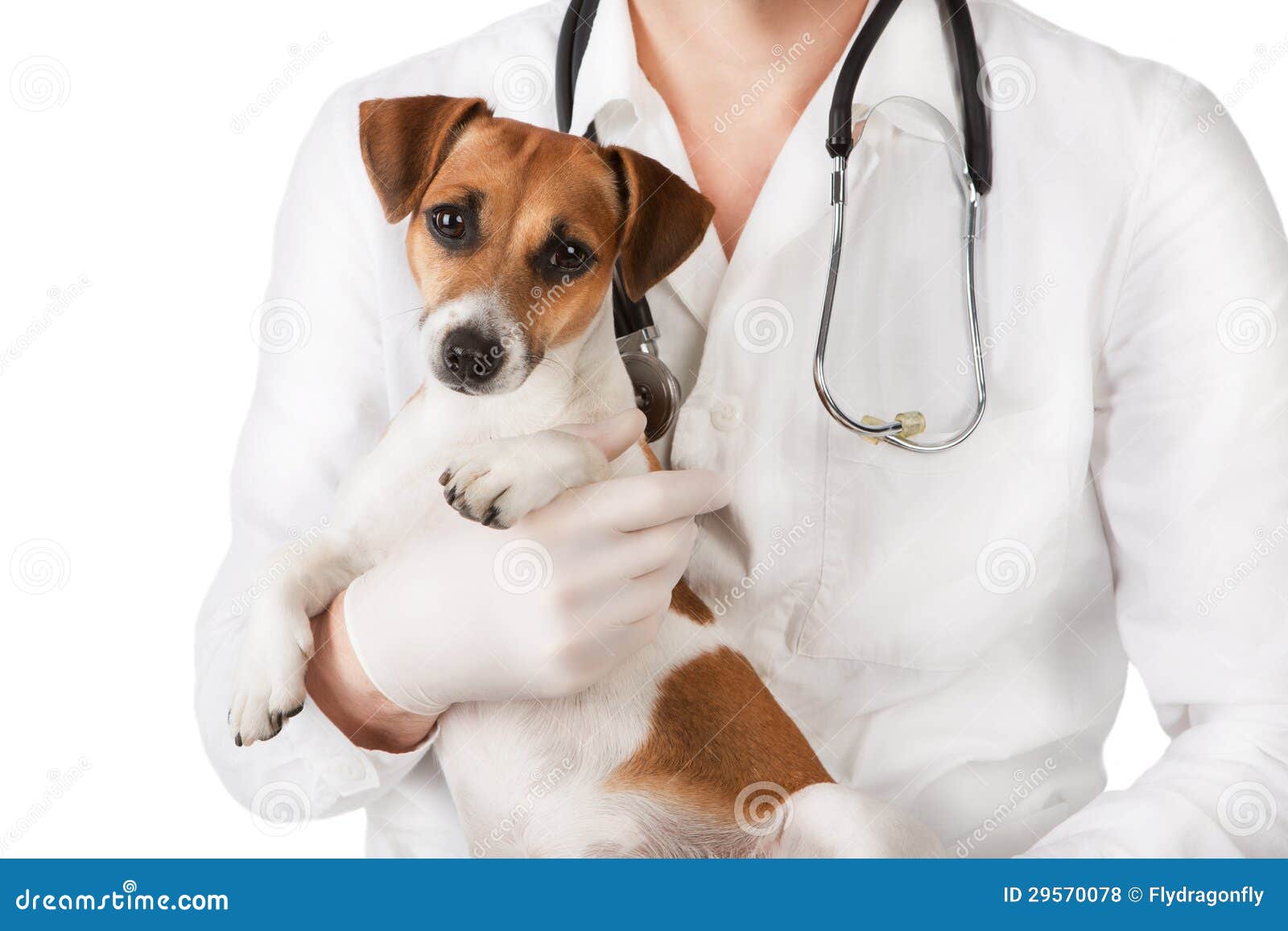 Vet with dog stock photo. Image of care, puppy, canine 29570078