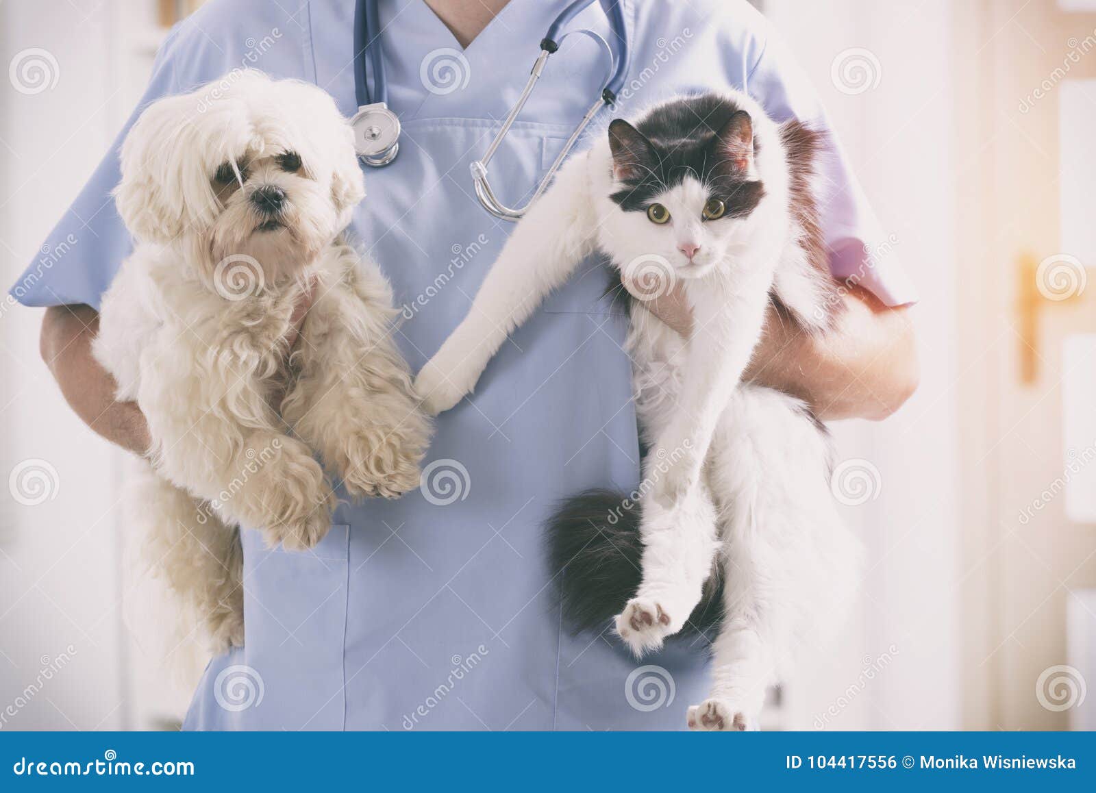 vet with dog and cat
