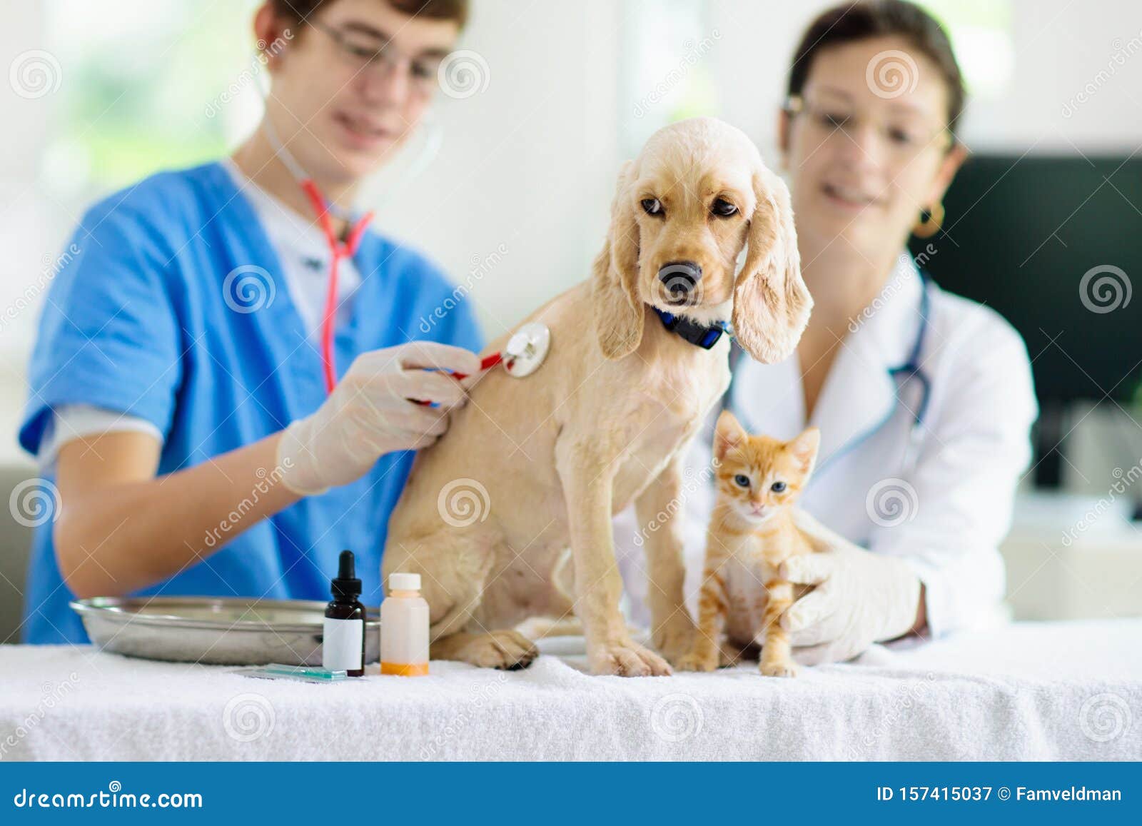 Vet With Dog And Cat. Puppy And Kitten At Doctor Stock Image Image of