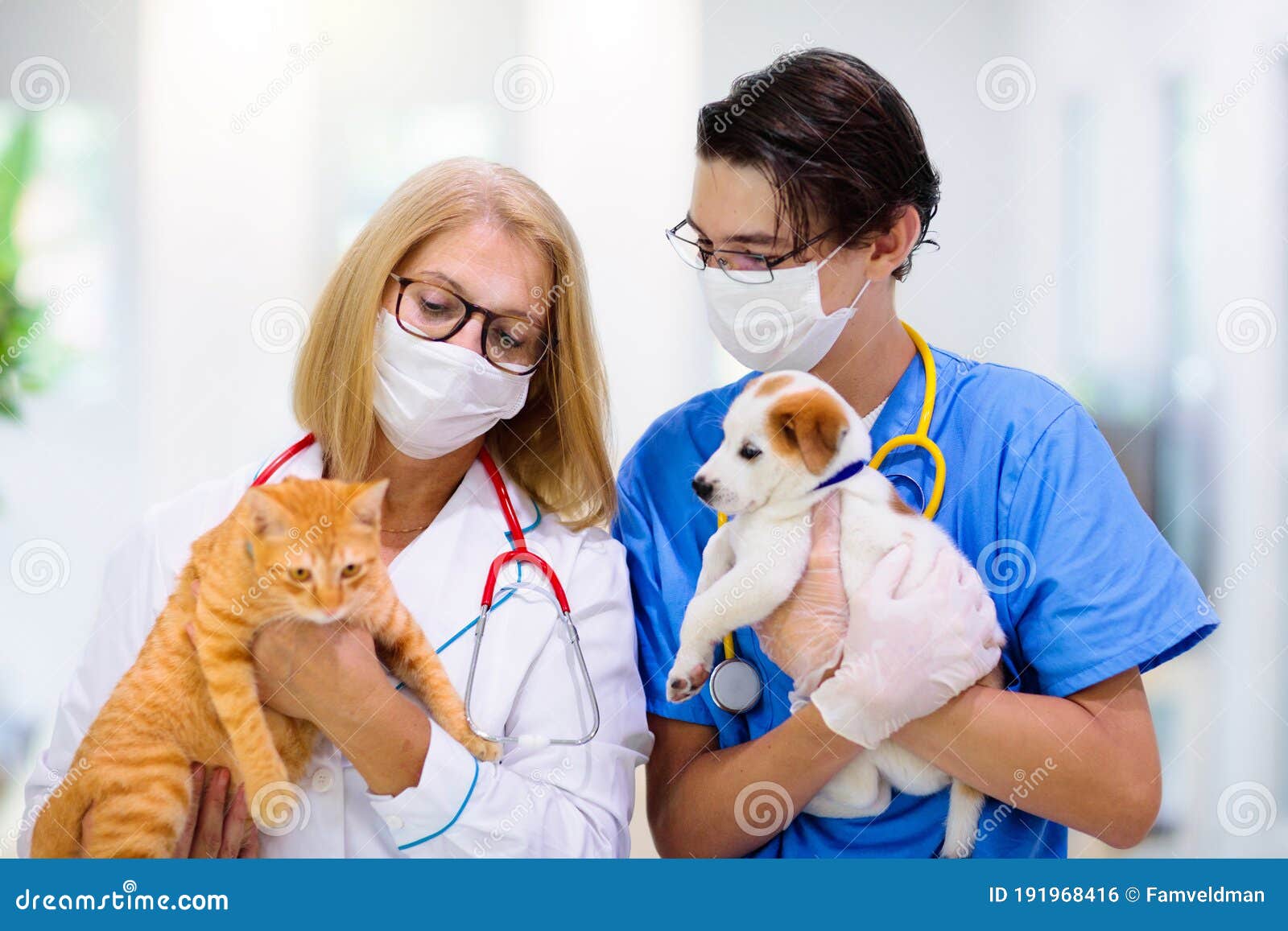 Vet With Dog And Cat. Puppy And Kitten At Doctor Stock Photo Image of
