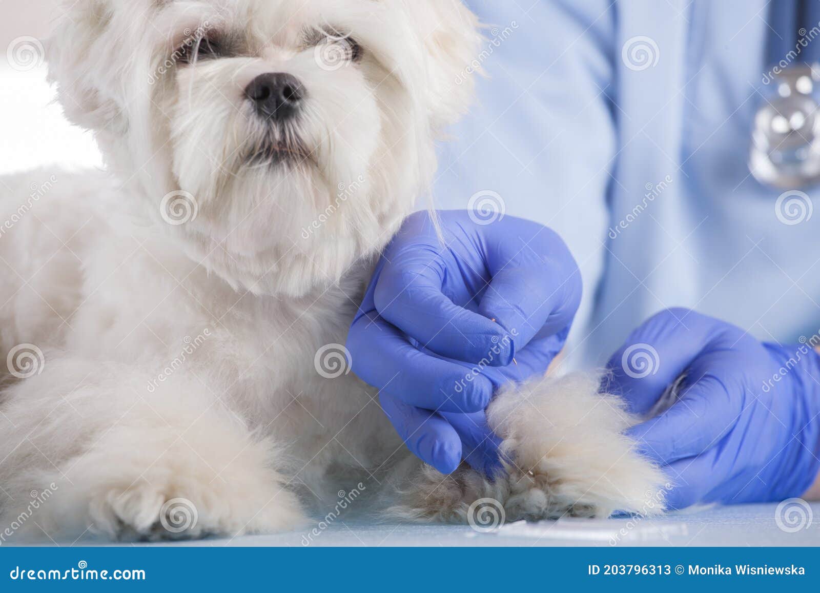 Vet Doing Acupuncture Treatment Stock Image Image of acupressure