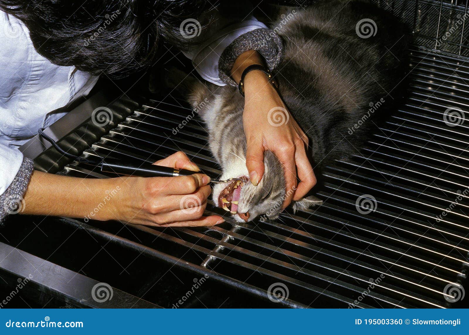 VET DOING a DENTAL SCALING on CAT Stock Photo Image of short, indoor