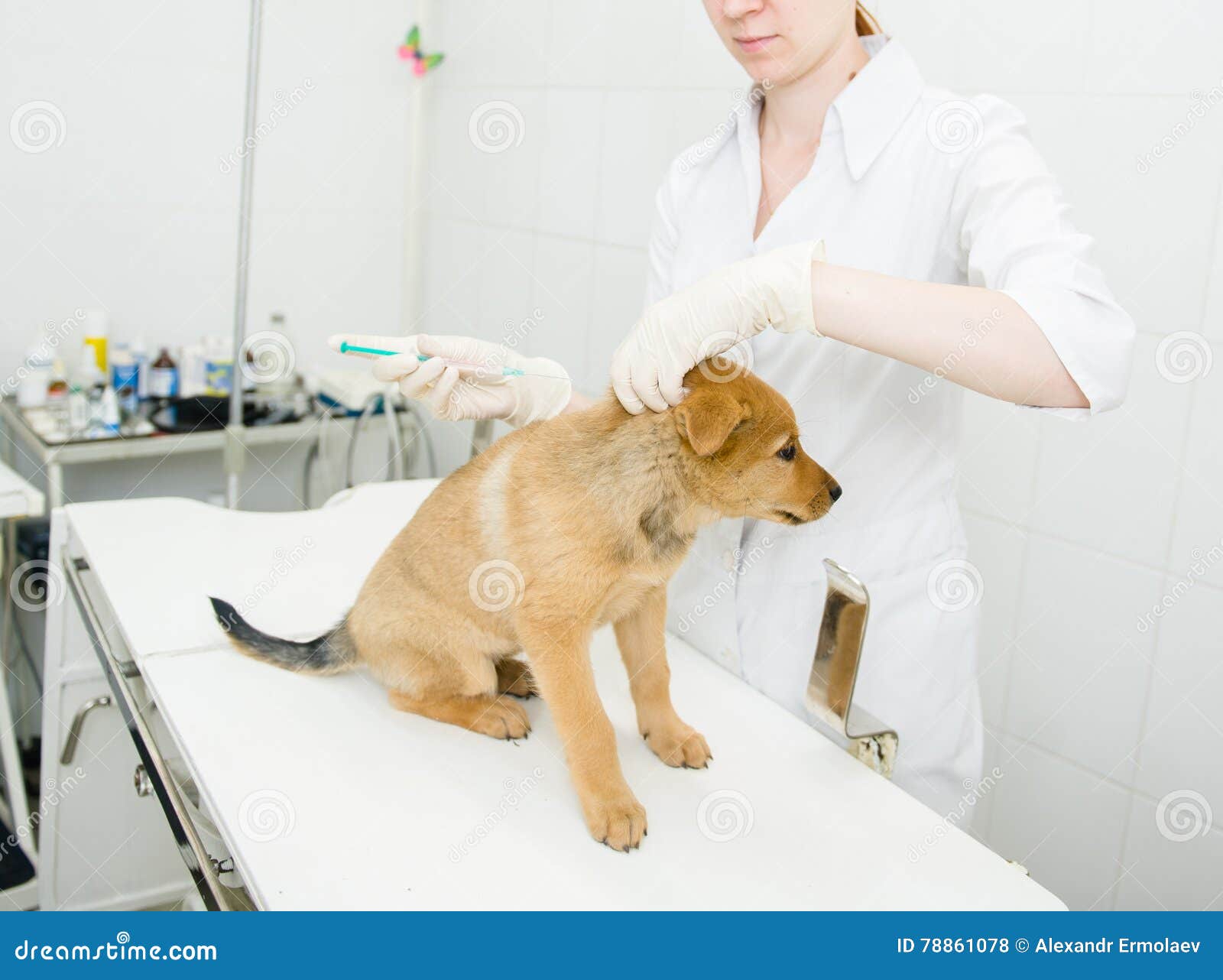 vet doing vaccination dog