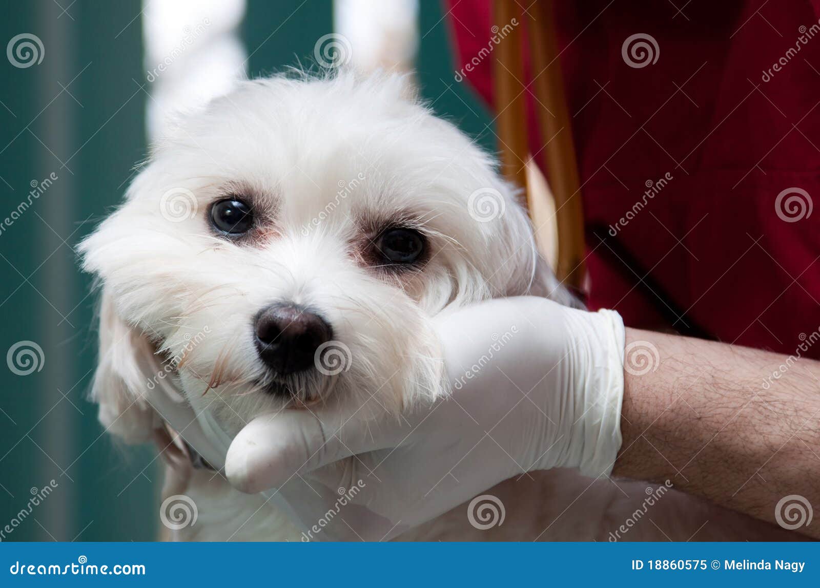 Vet examining a cute dog stock image. Image of confident 18860575