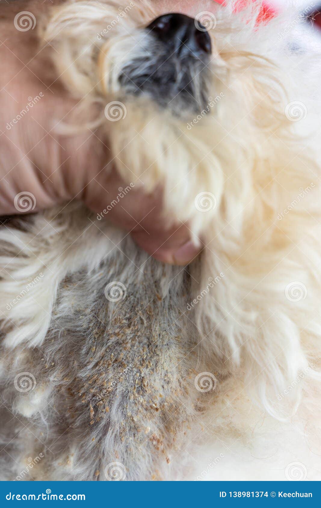 Vet Examining Dog Body Skin With Bad Yeast Fungal Infection Stock Photo