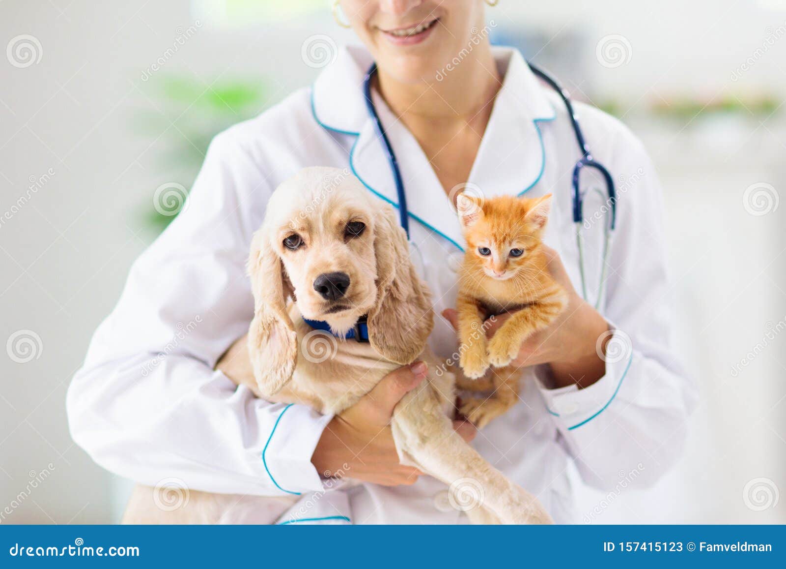 vet with dog and cat. puppy and kitten at doctor