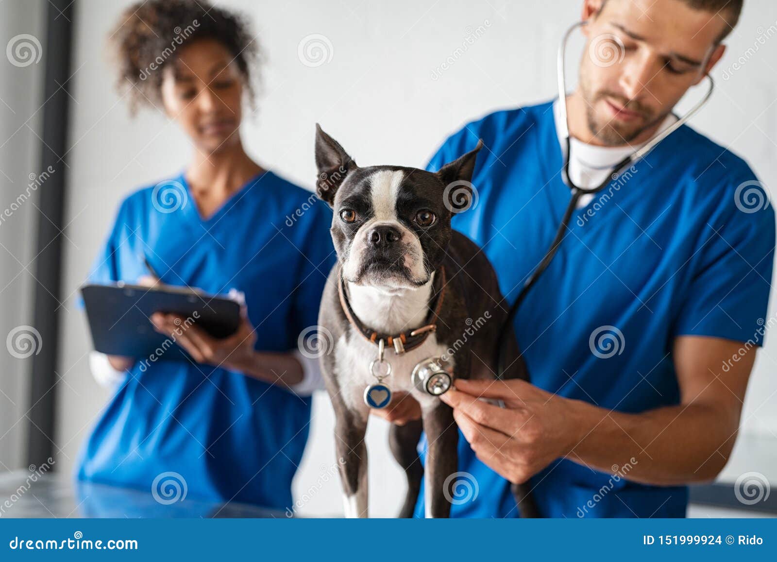 vet examining dog