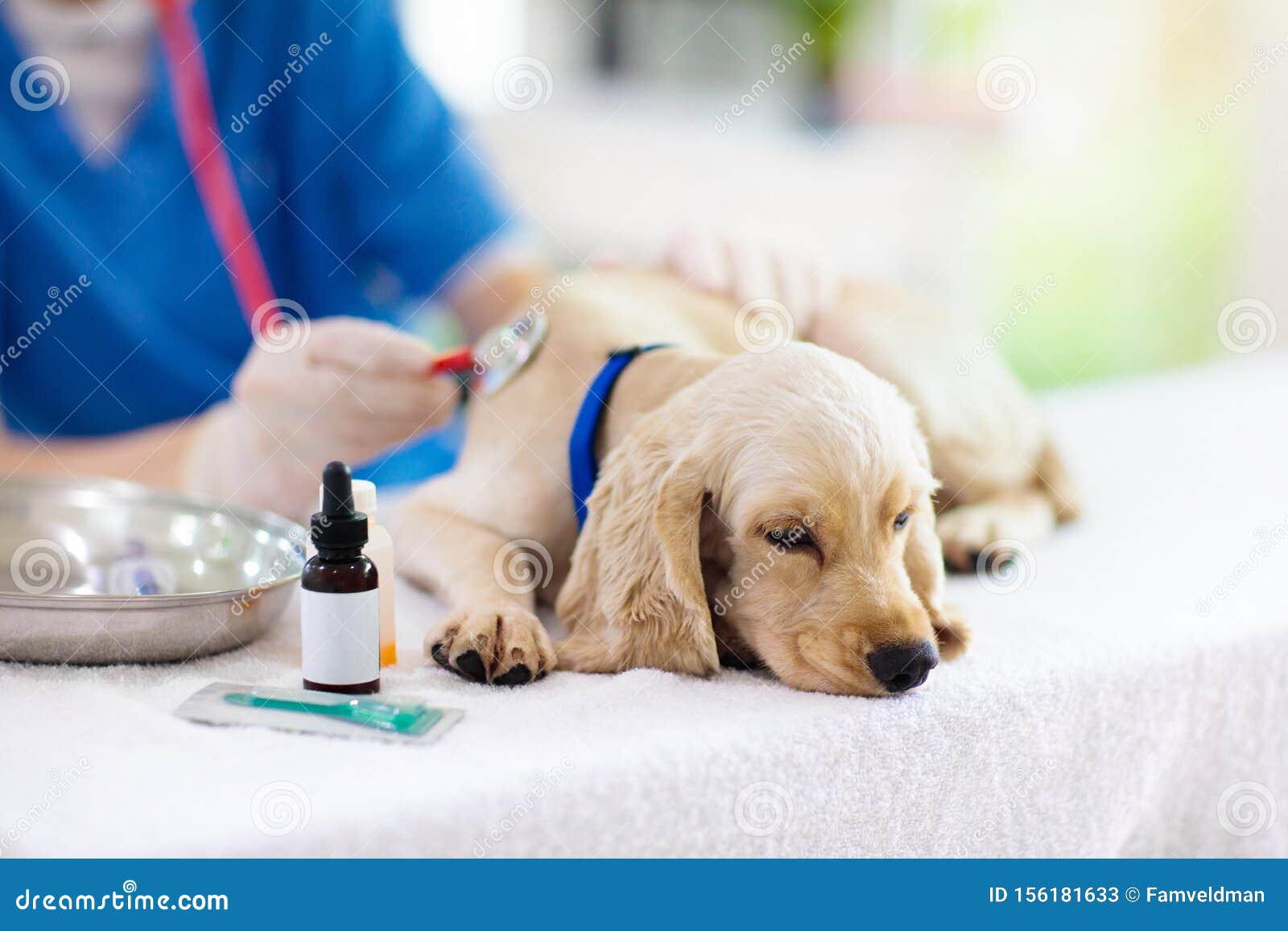 what do vets check for in puppies